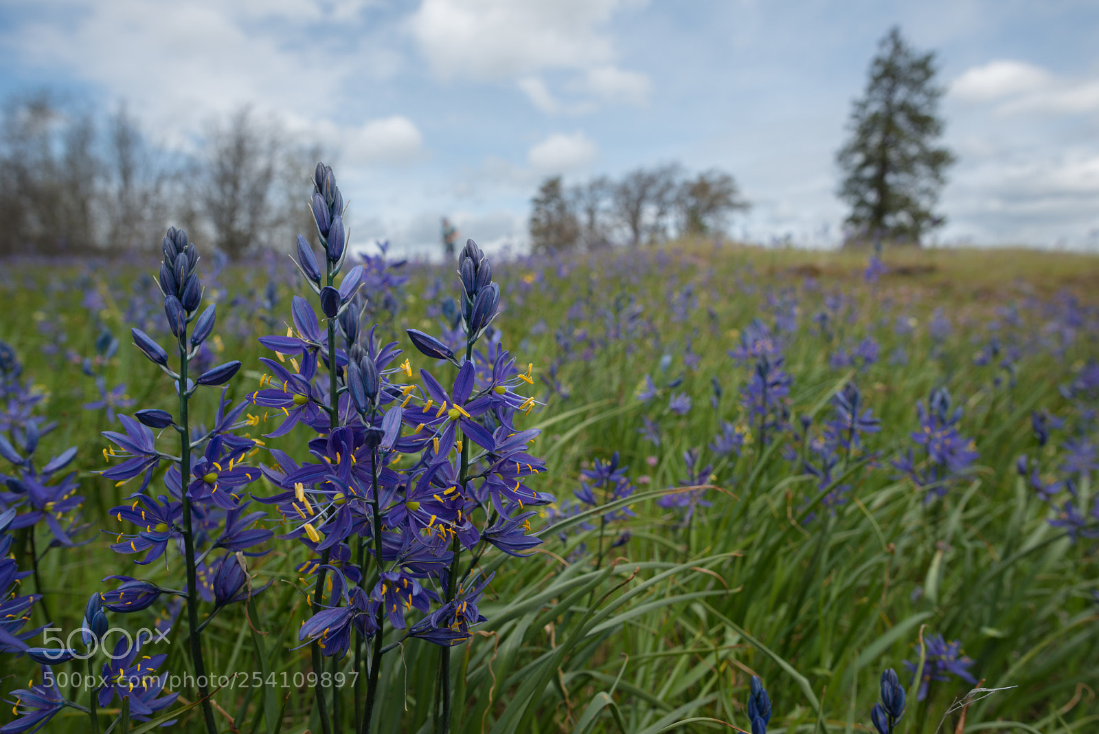 Nikon D800 sample photo. Flowers in the field photography