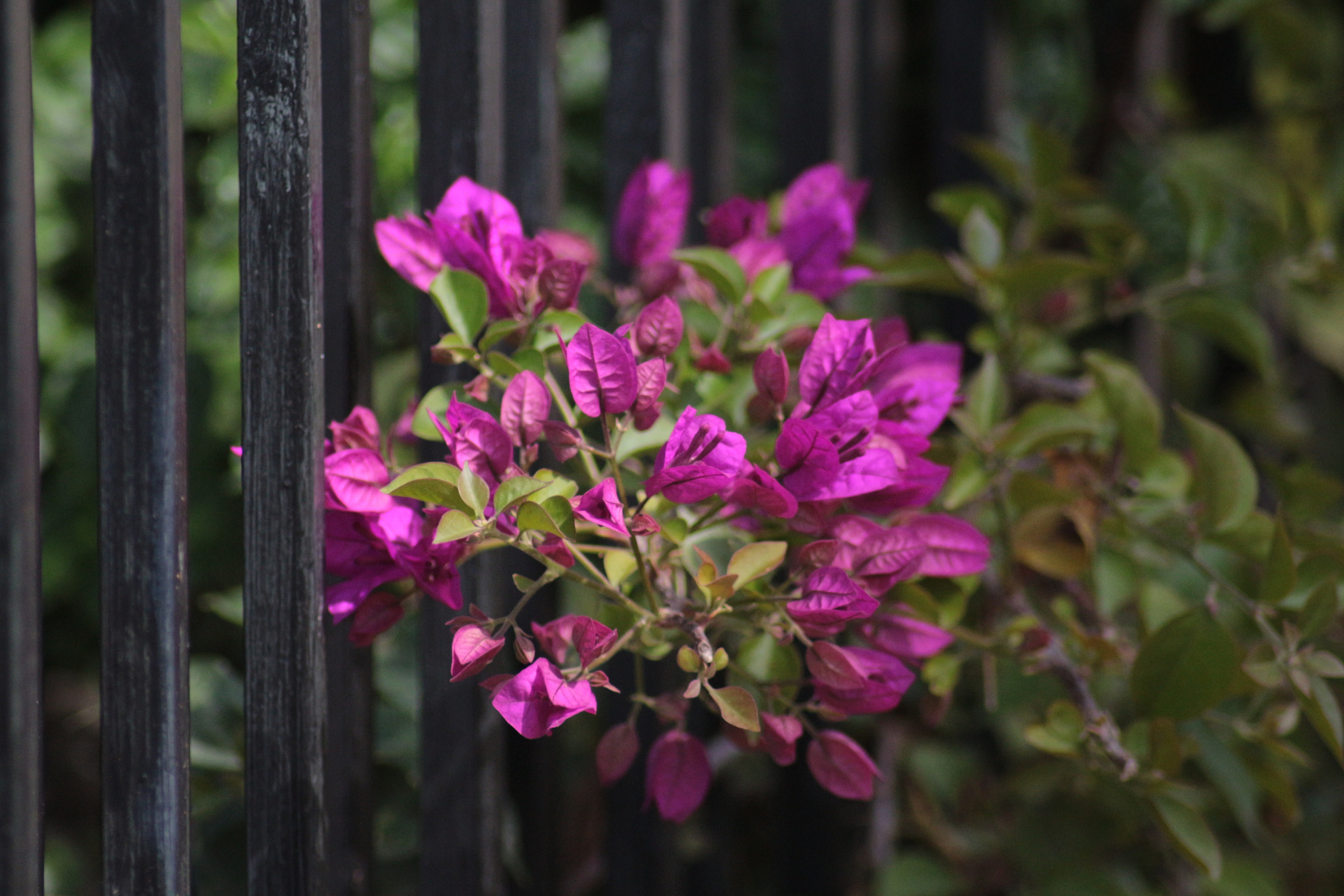 Canon EOS 700D (EOS Rebel T5i / EOS Kiss X7i) sample photo. Bouquet photography