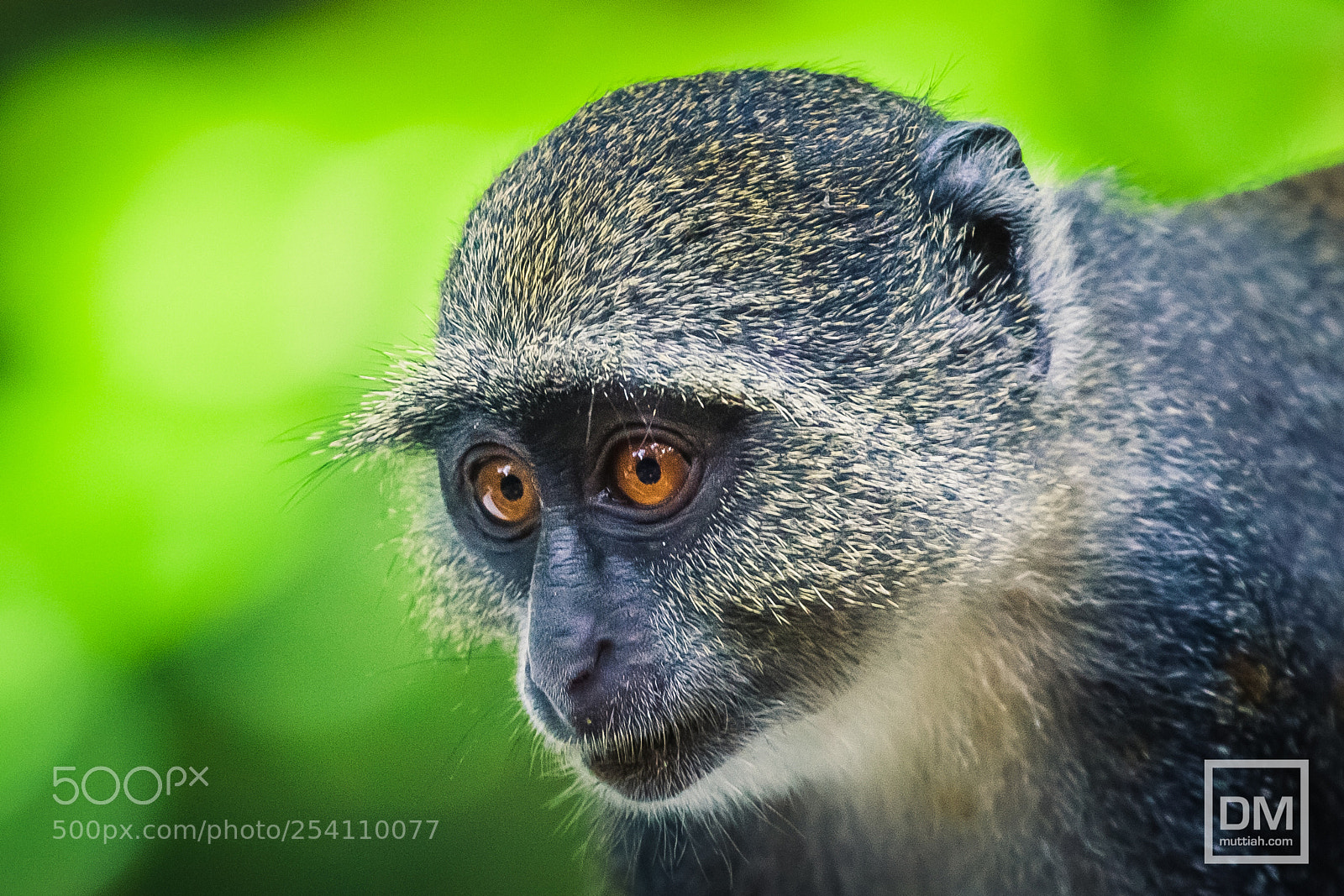 Canon EOS 5D Mark II sample photo. Sykes' monkey photography