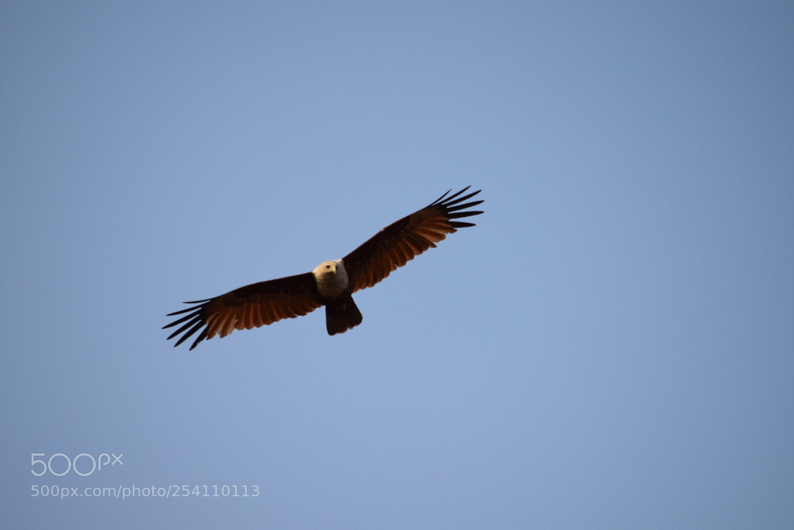 Nikon D5300 sample photo. Flying high! photography