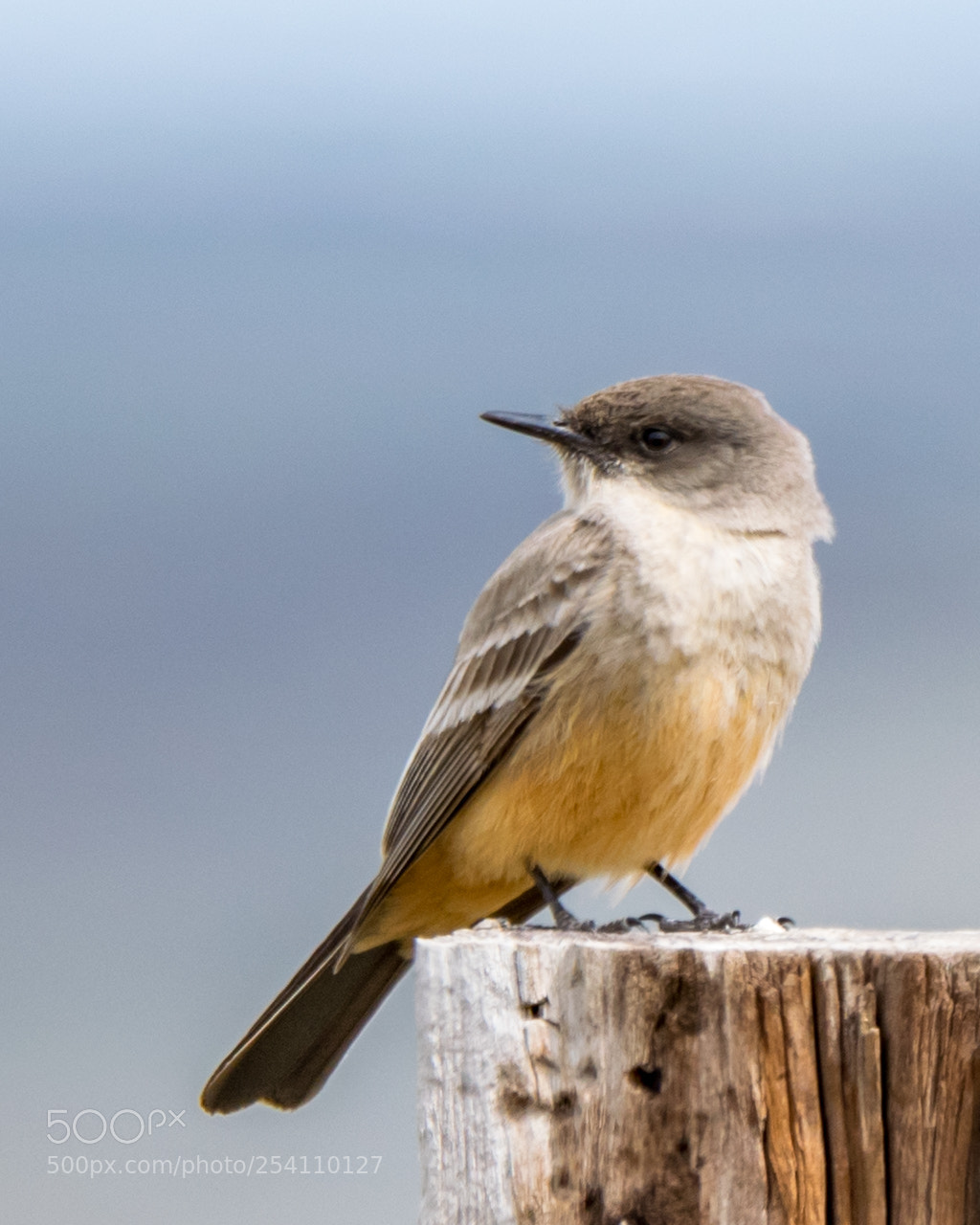 Nikon D3300 sample photo. Say's phoebe photography