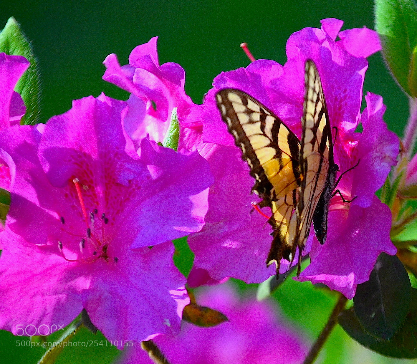 Nikon D5100 sample photo. Eastern tiger swallowtail photography