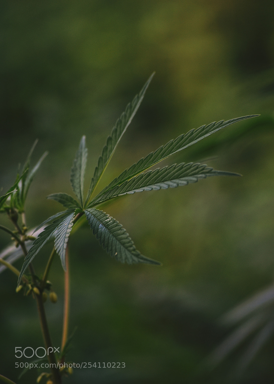 Nikon D5500 sample photo. Marijuana photography