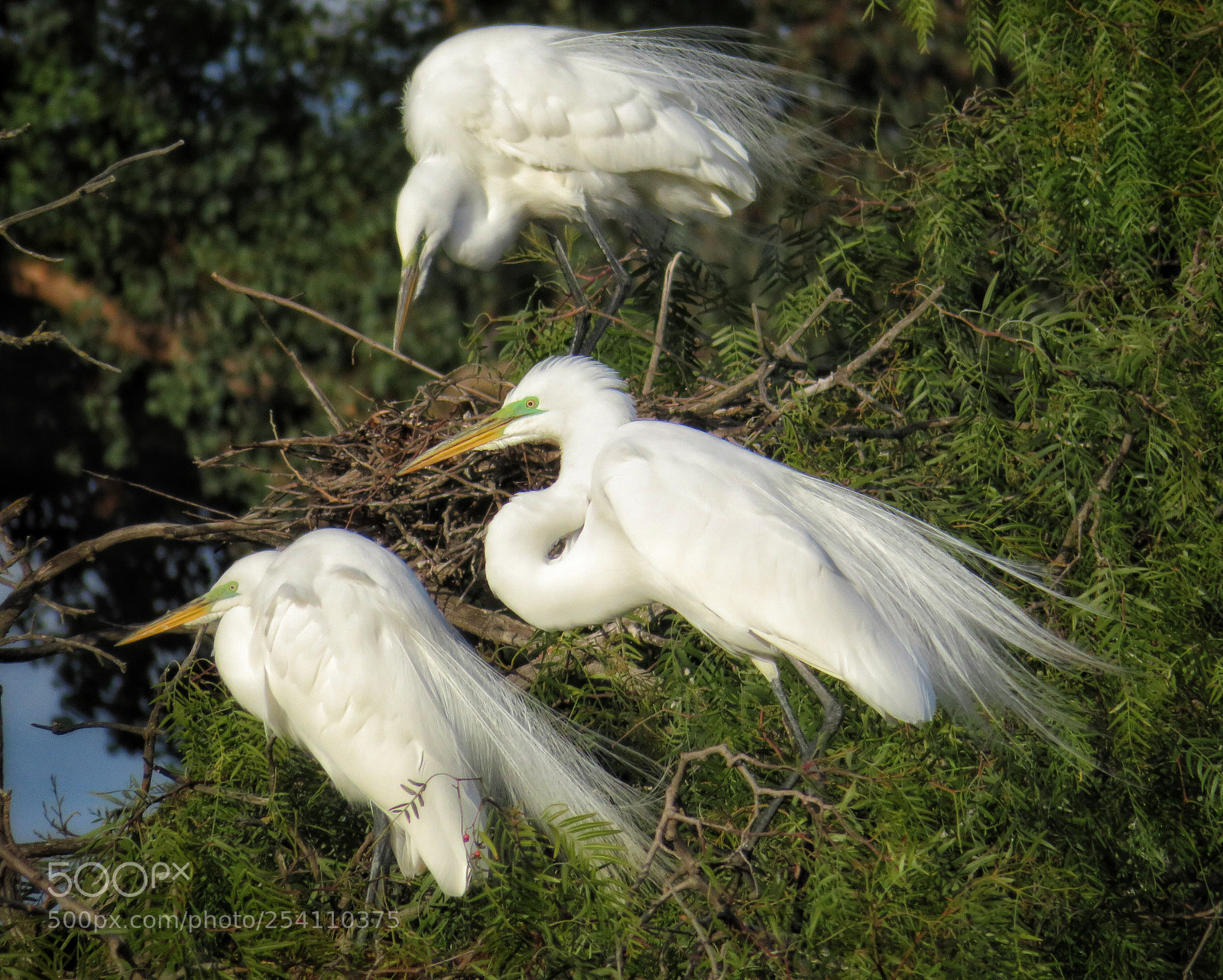 Canon PowerShot SX720 HS sample photo. Three amigos  photography