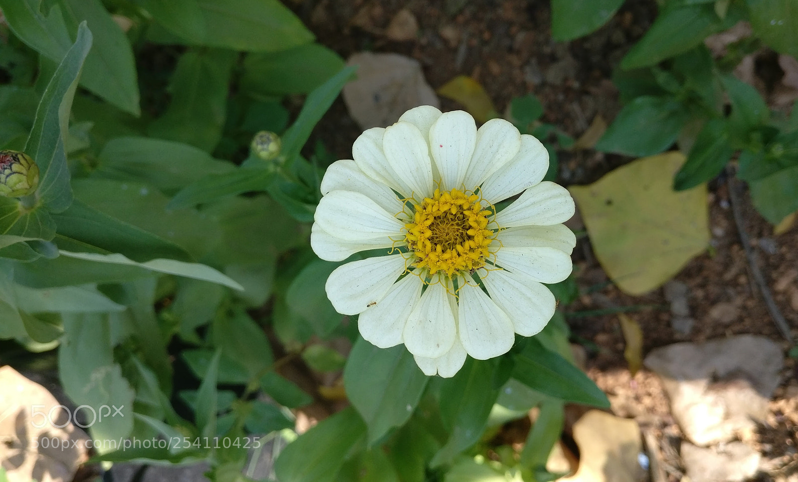 OnePlus A3003 sample photo. Untitled photography