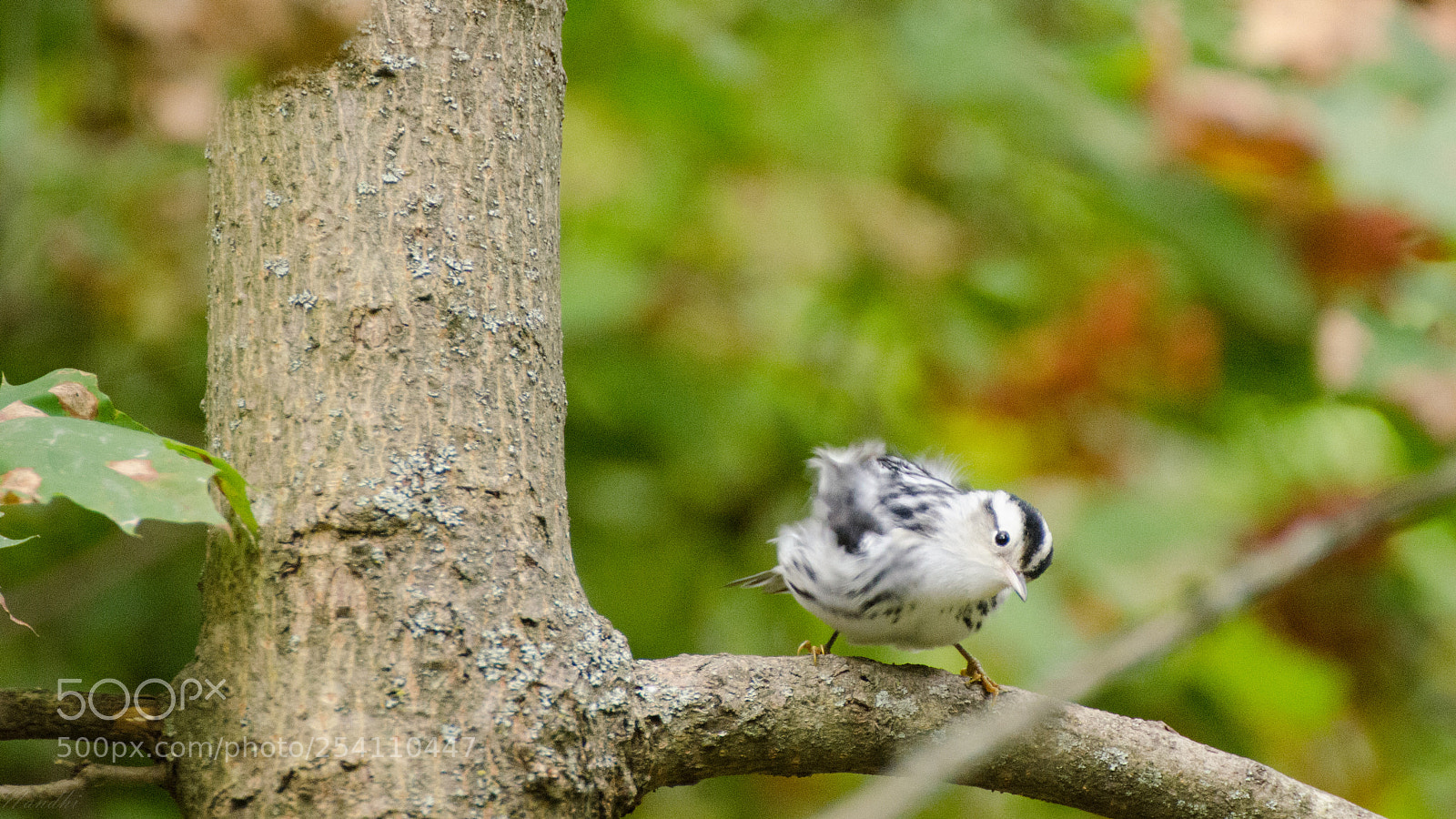 Nikon D7000 sample photo. Blackandwhitewarbler photography
