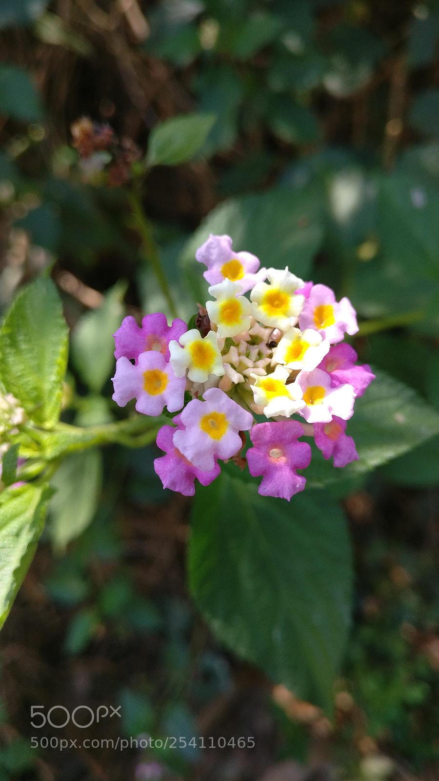 OnePlus A3003 sample photo. Untitled photography