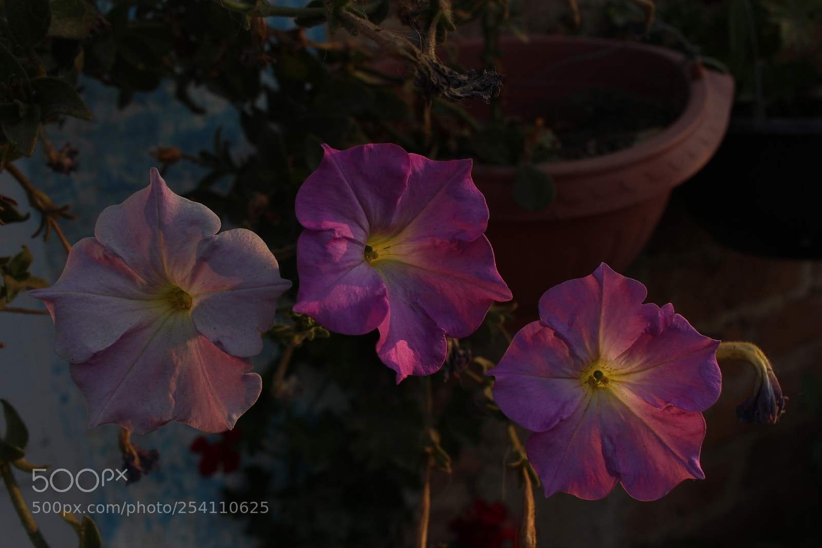 Canon EOS 700D (EOS Rebel T5i / EOS Kiss X7i) sample photo. El atardecer y las photography