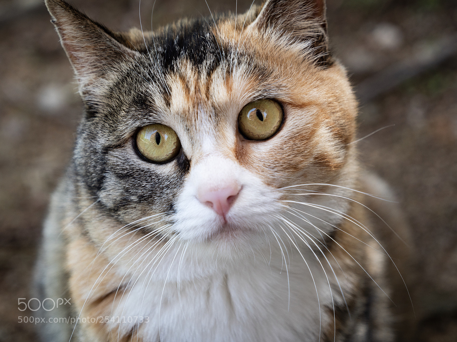 Panasonic Lumix DC-G9 sample photo. 카메라와 마주보는 고양이 photography