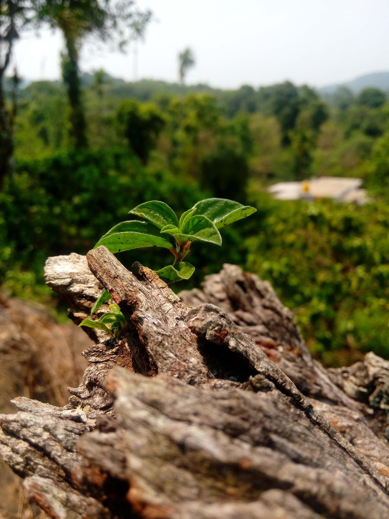 HTC DESIRE 820G PLUS DUAL SIM sample photo. #coorg wild photography