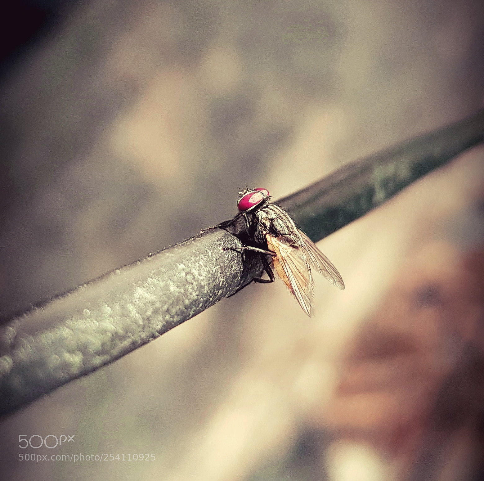 Samsung Galaxy S8 sample photo. Housefly photography