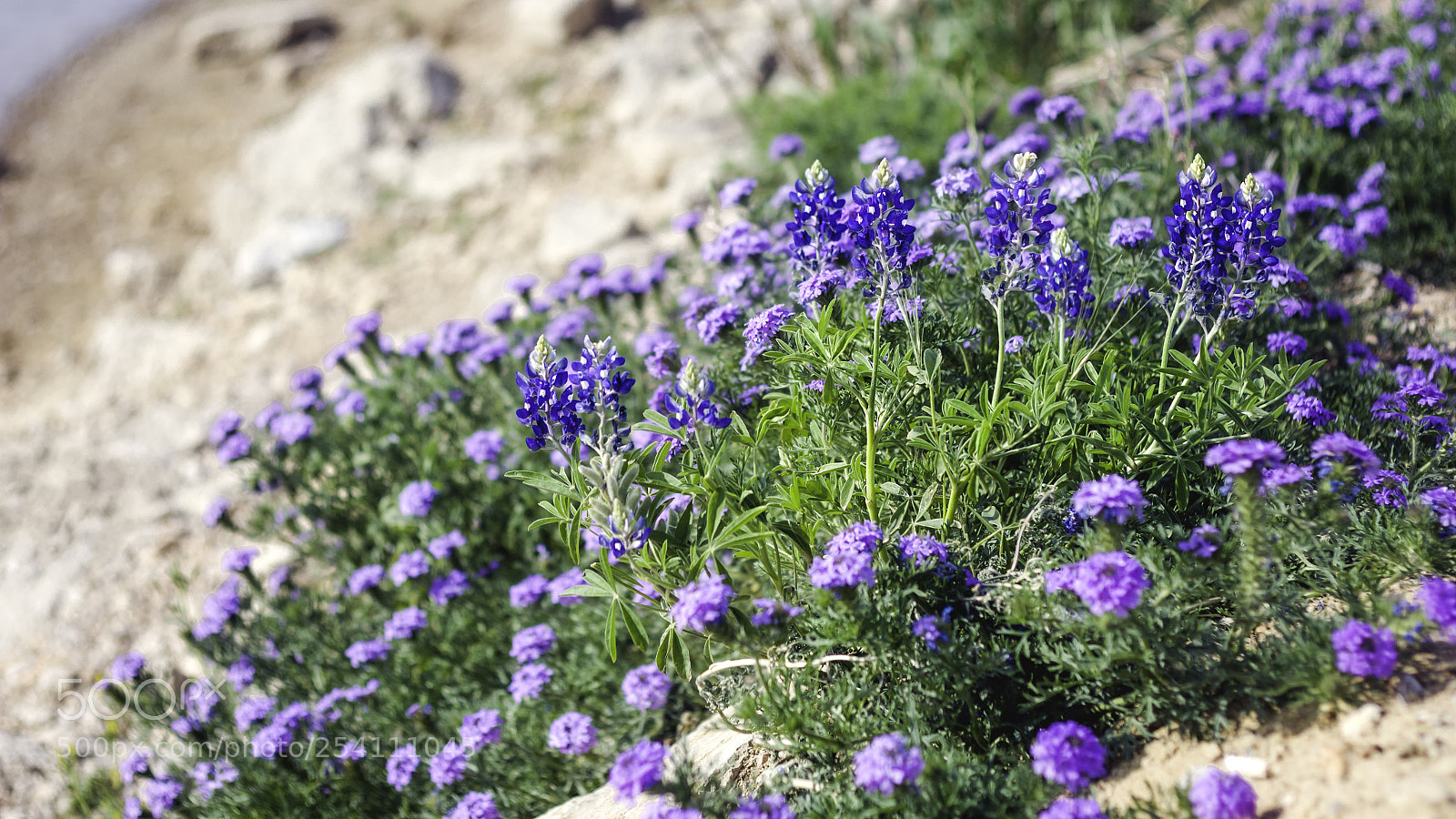 Canon EOS 650D (EOS Rebel T4i / EOS Kiss X6i) sample photo. Blue flowers photography
