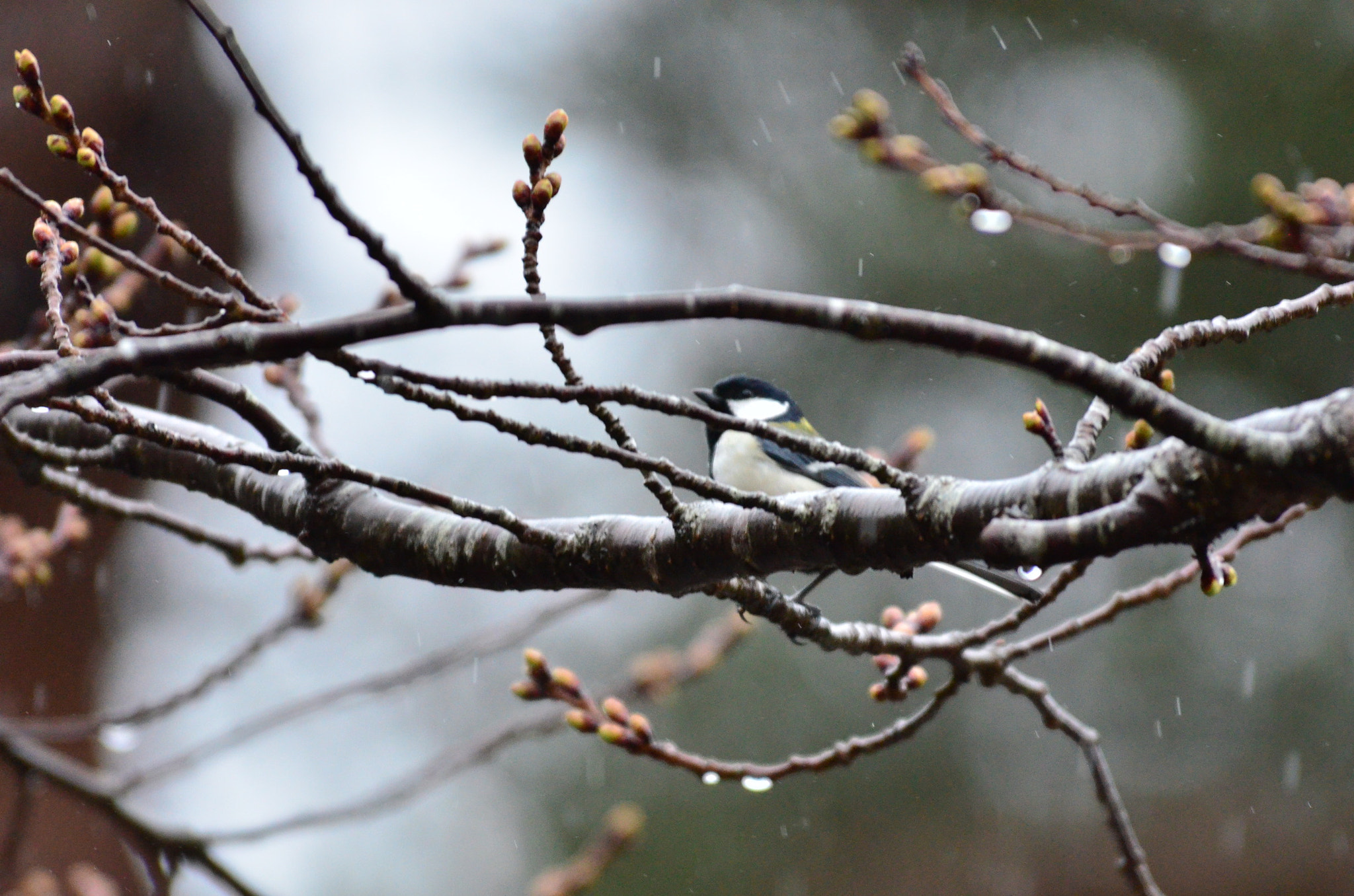 Nikon D7000 sample photo