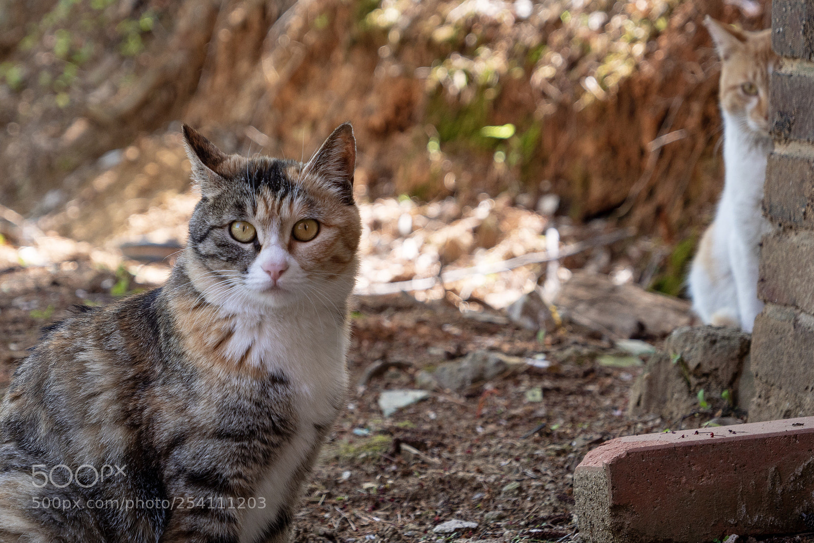 Panasonic Lumix DC-G9 sample photo. 마주보는 고양이를 벽 뒤에서 숨어보는 다른 고양이 photography