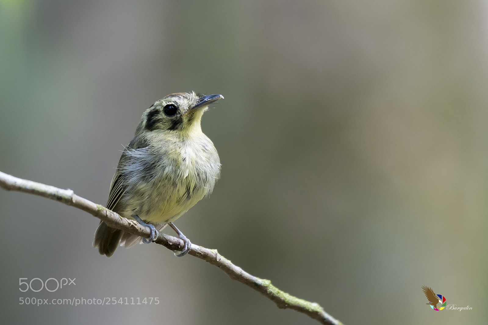 Nikon D500 sample photo. Golden-crowned spadebill photography