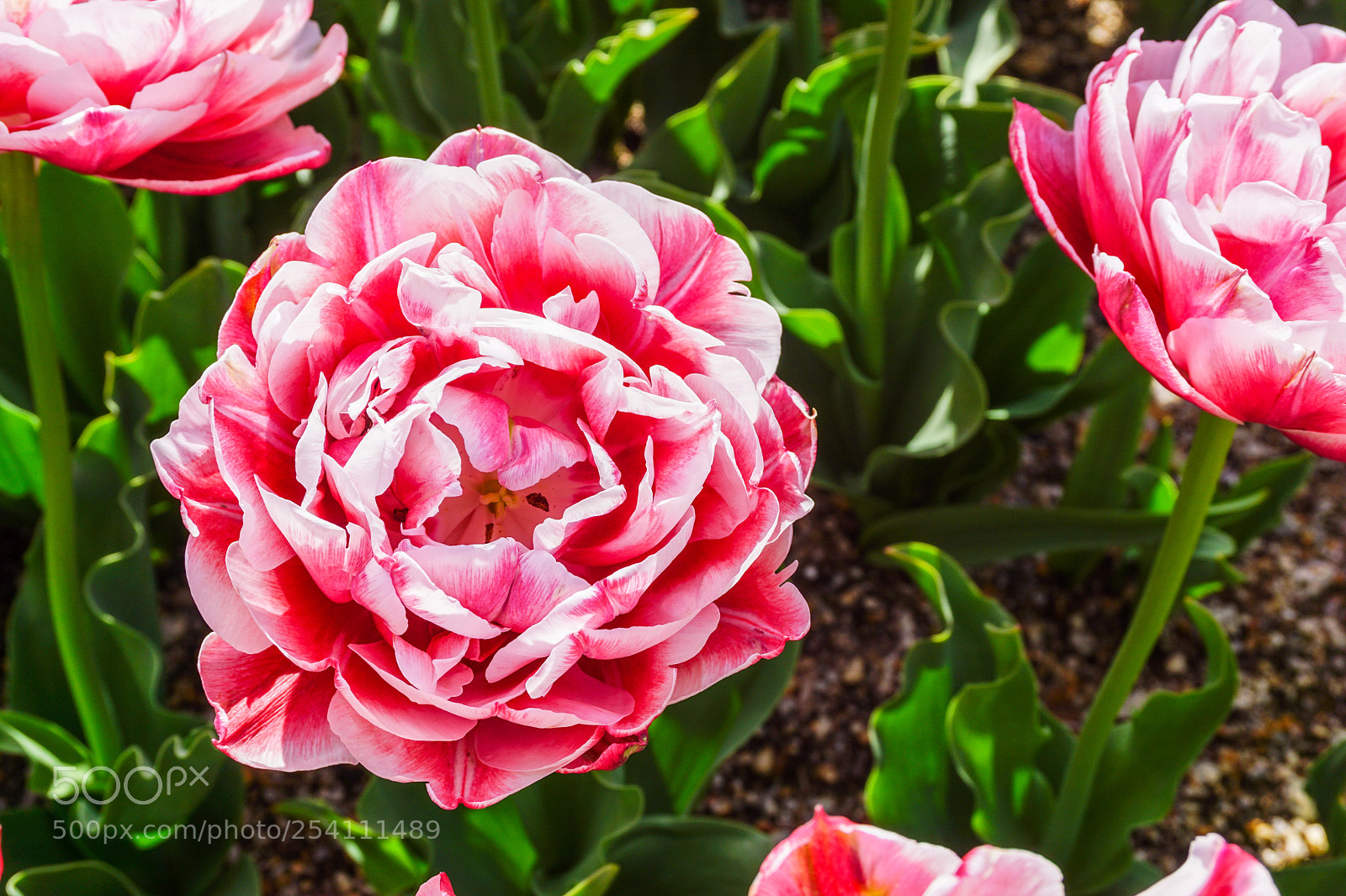 Sony a6000 sample photo. Peony tulip photography