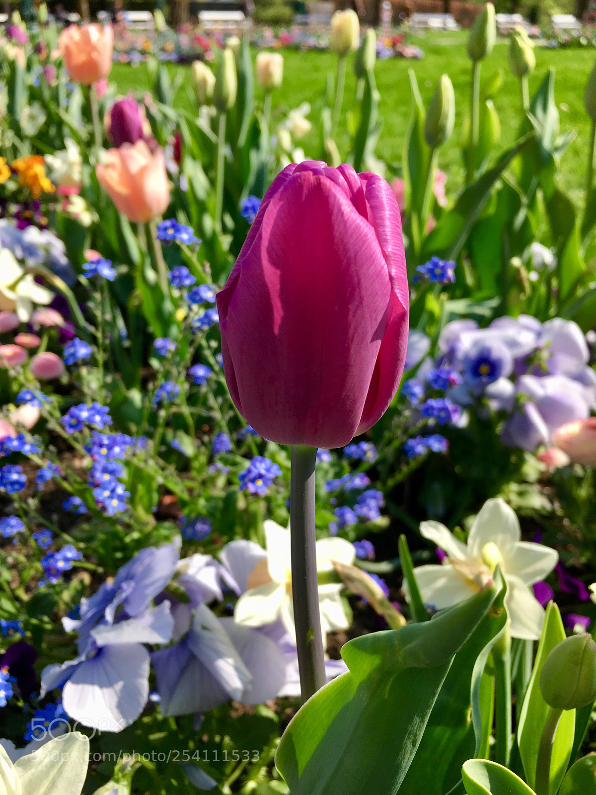 Apple iPhone SE sample photo. Garden time photography