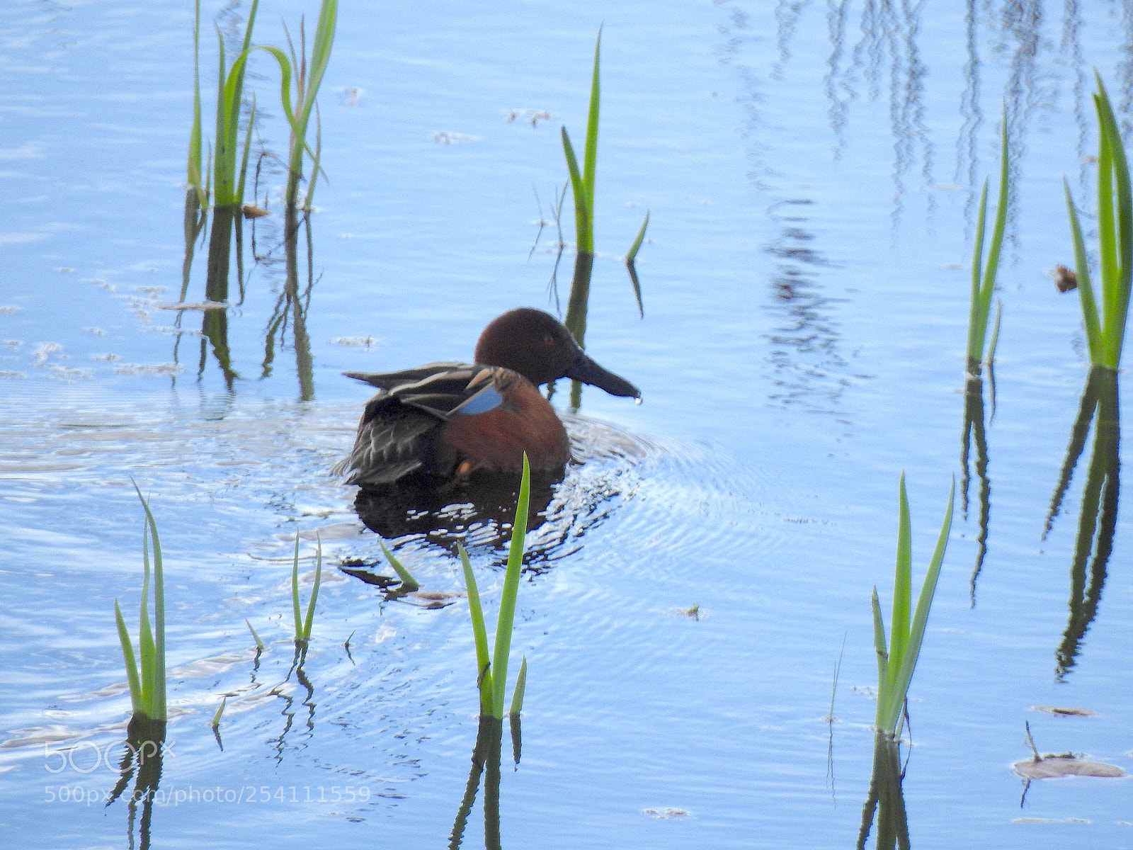 Nikon Coolpix P900 sample photo. Cinnamon teal photography