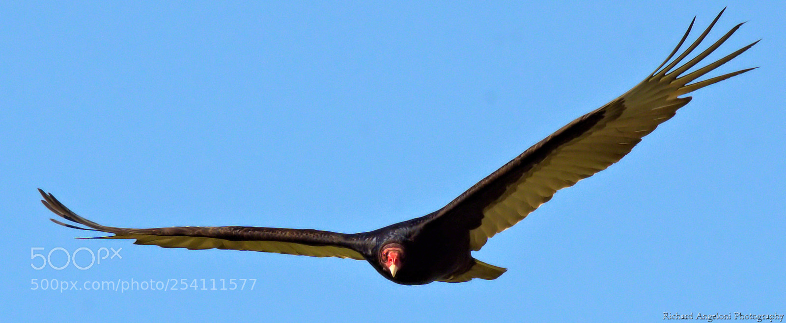 Nikon D7000 sample photo. Turkey vulture photography