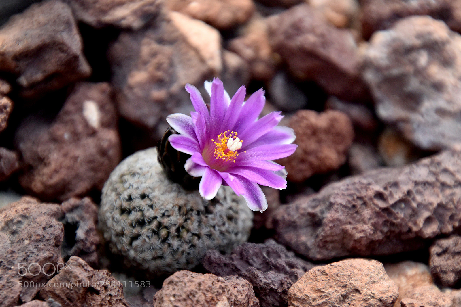 Nikon D5500 sample photo. Small cactus photography
