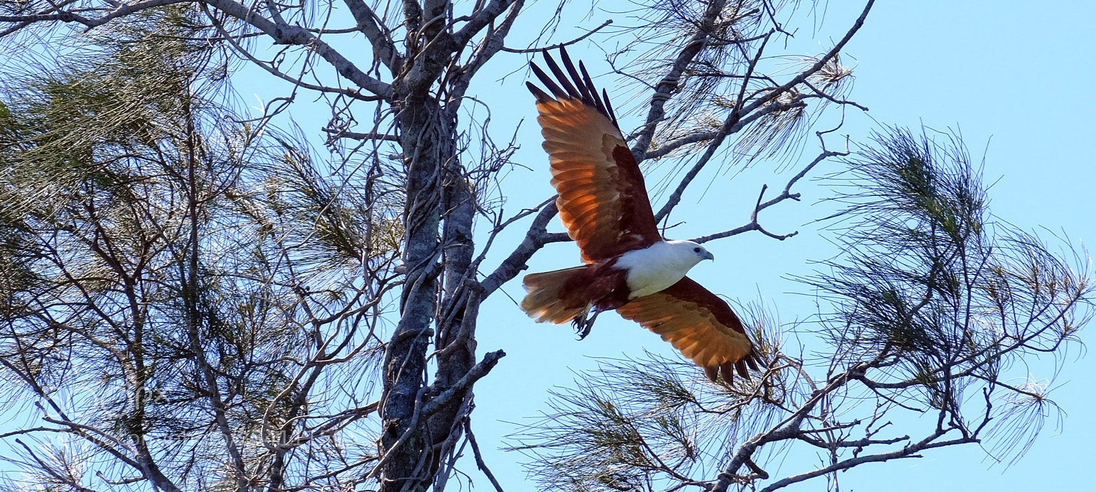 Fujifilm X-T1 sample photo. Red-backed sea eagle #2 photography
