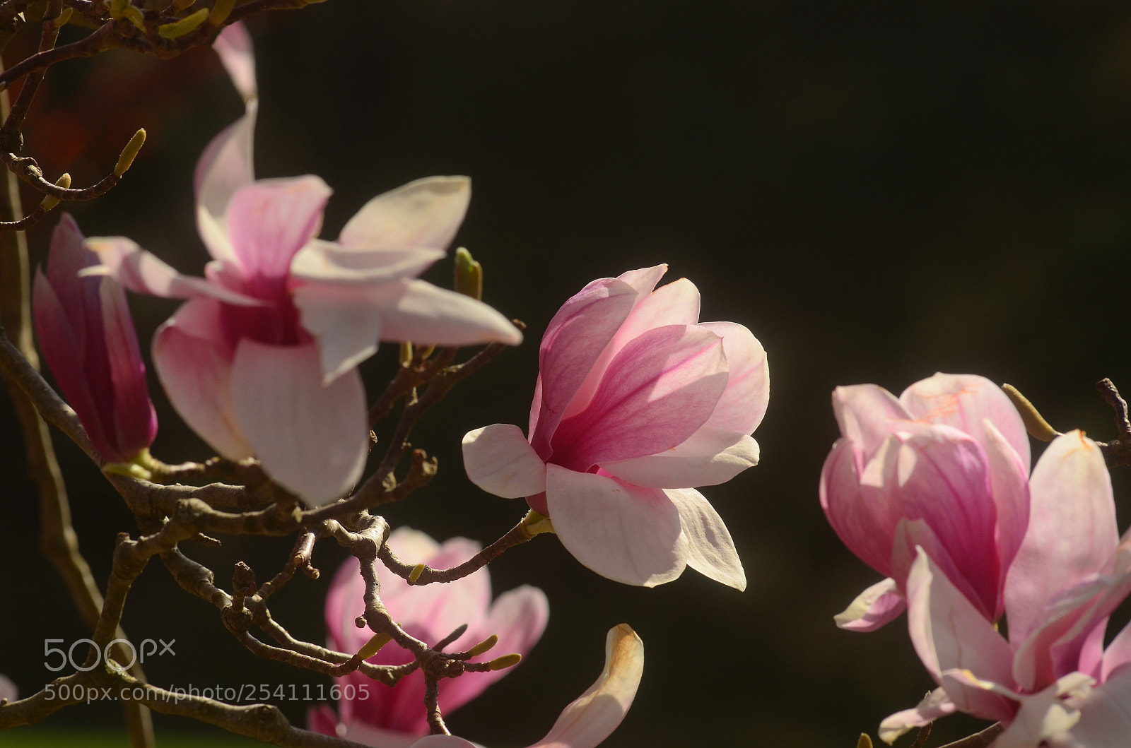 Nikon D7000 sample photo. Backlit magnolias photography