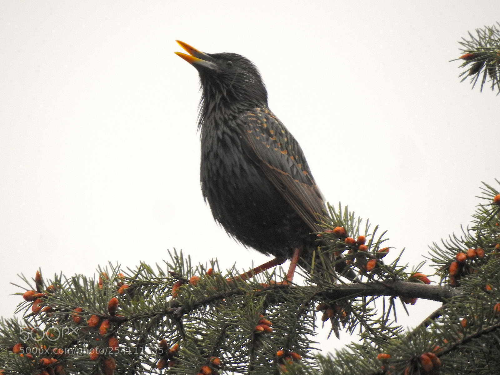 Nikon Coolpix P900 sample photo. Starling photography