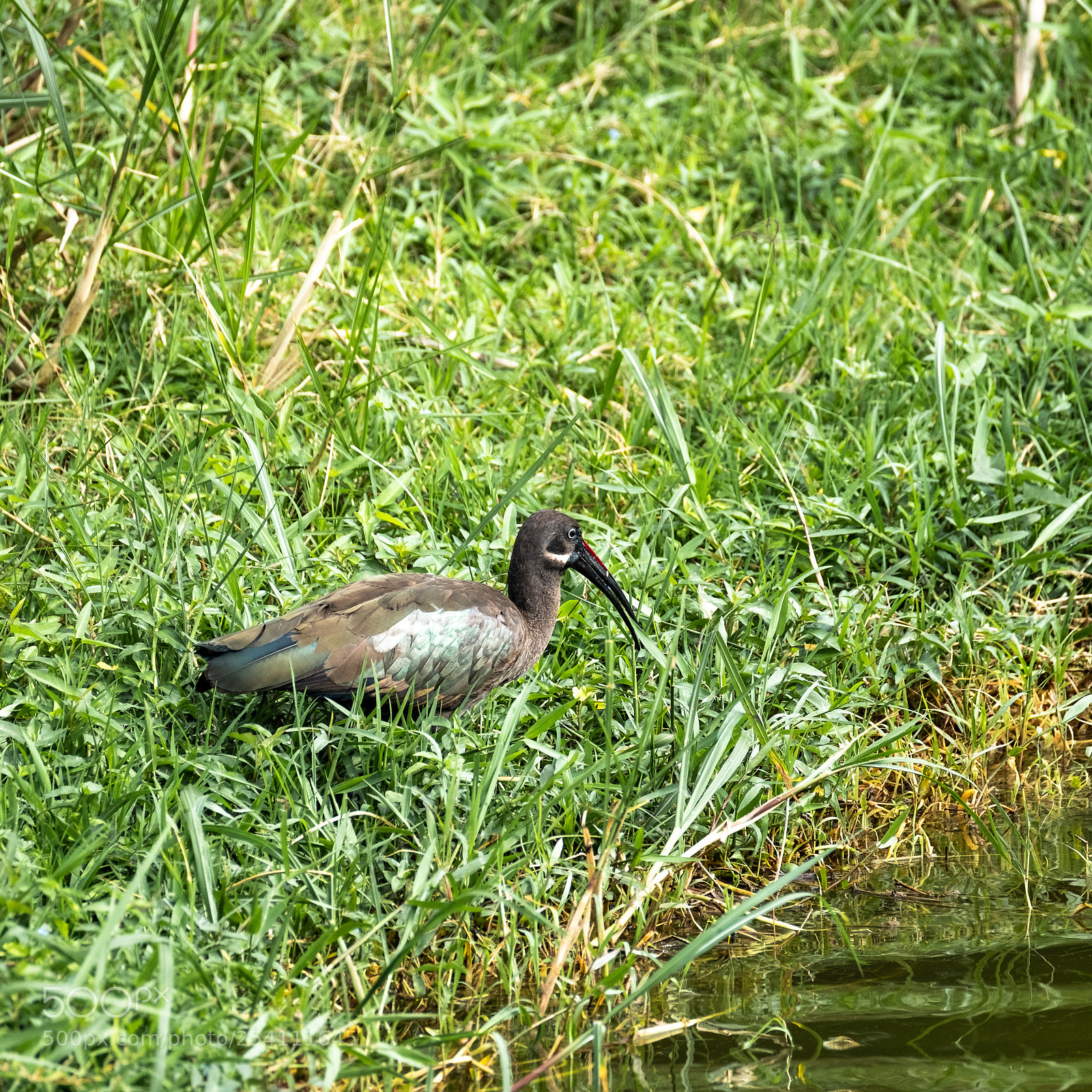 Fujifilm X-T2 sample photo. Ibis photography