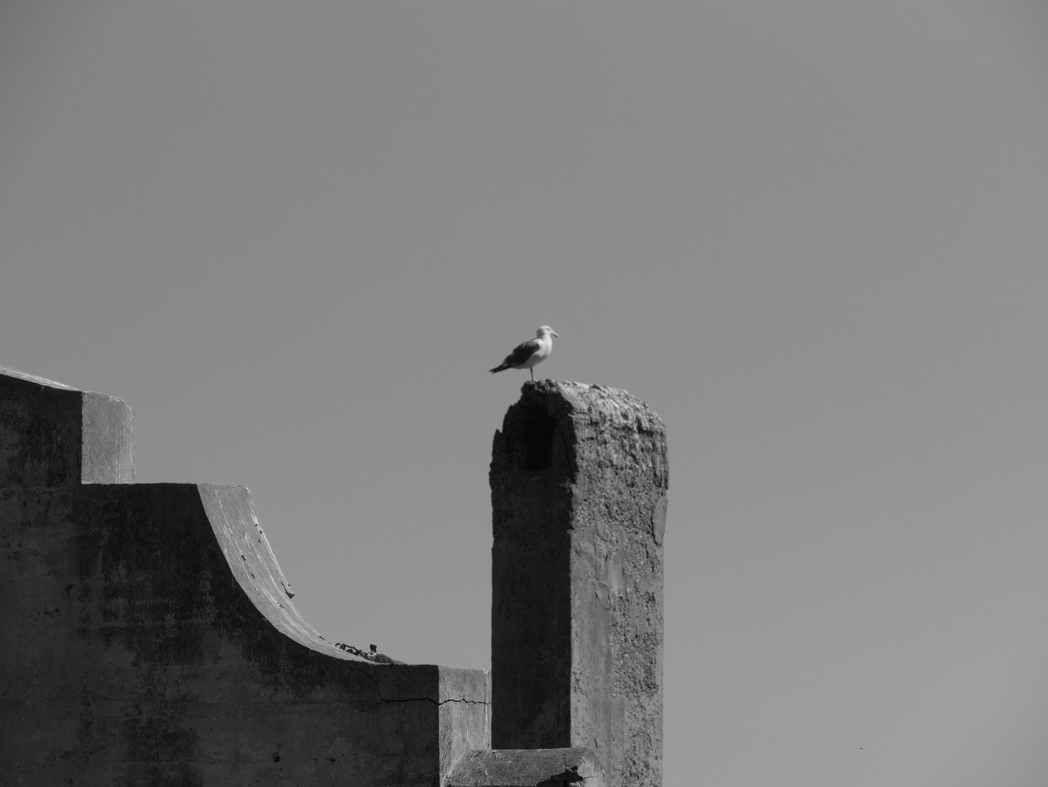 Panasonic Lumix DMC-GF7 sample photo. Lonesome seagull photography