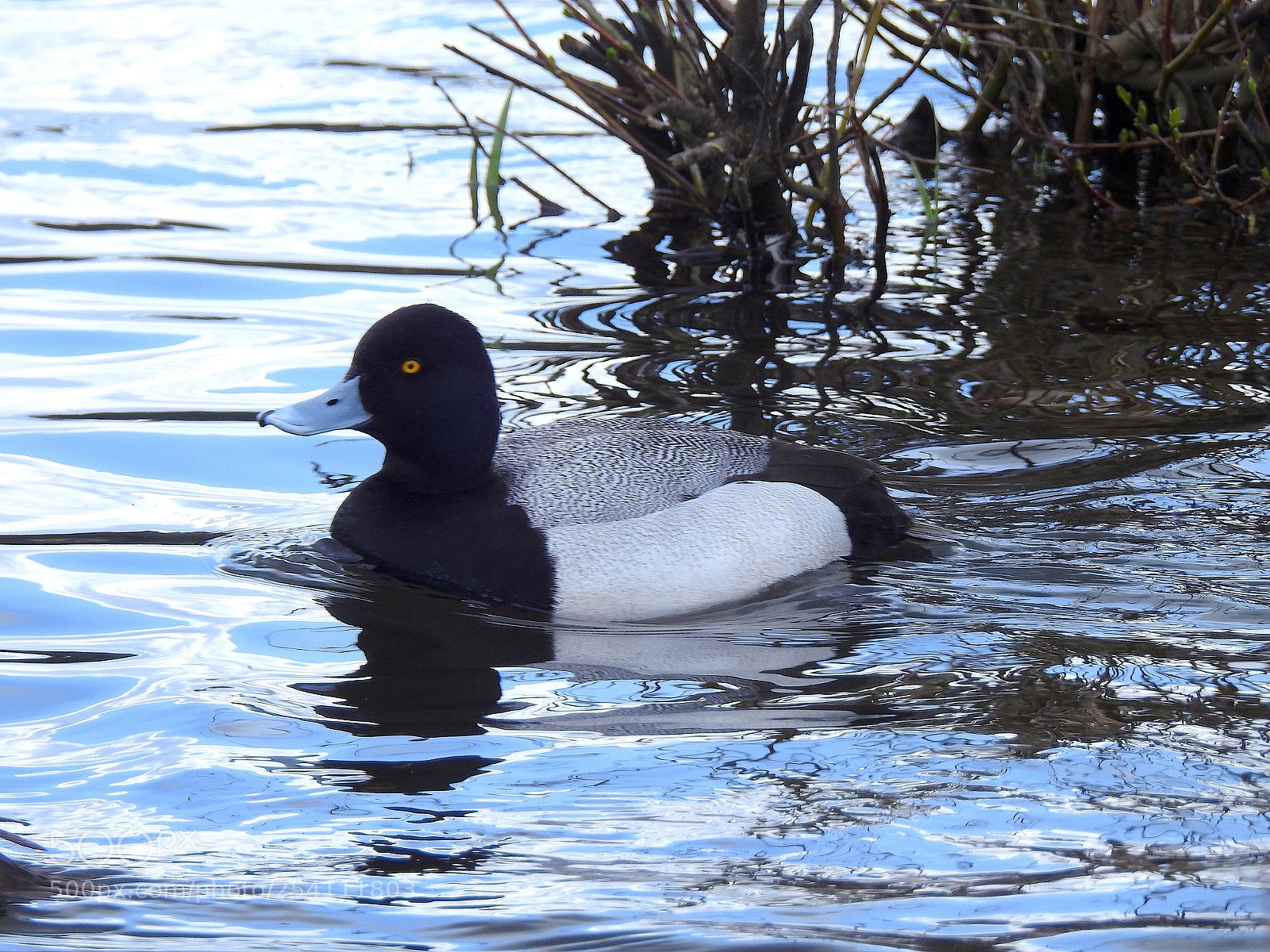 Nikon Coolpix P900 sample photo. Scaup photography