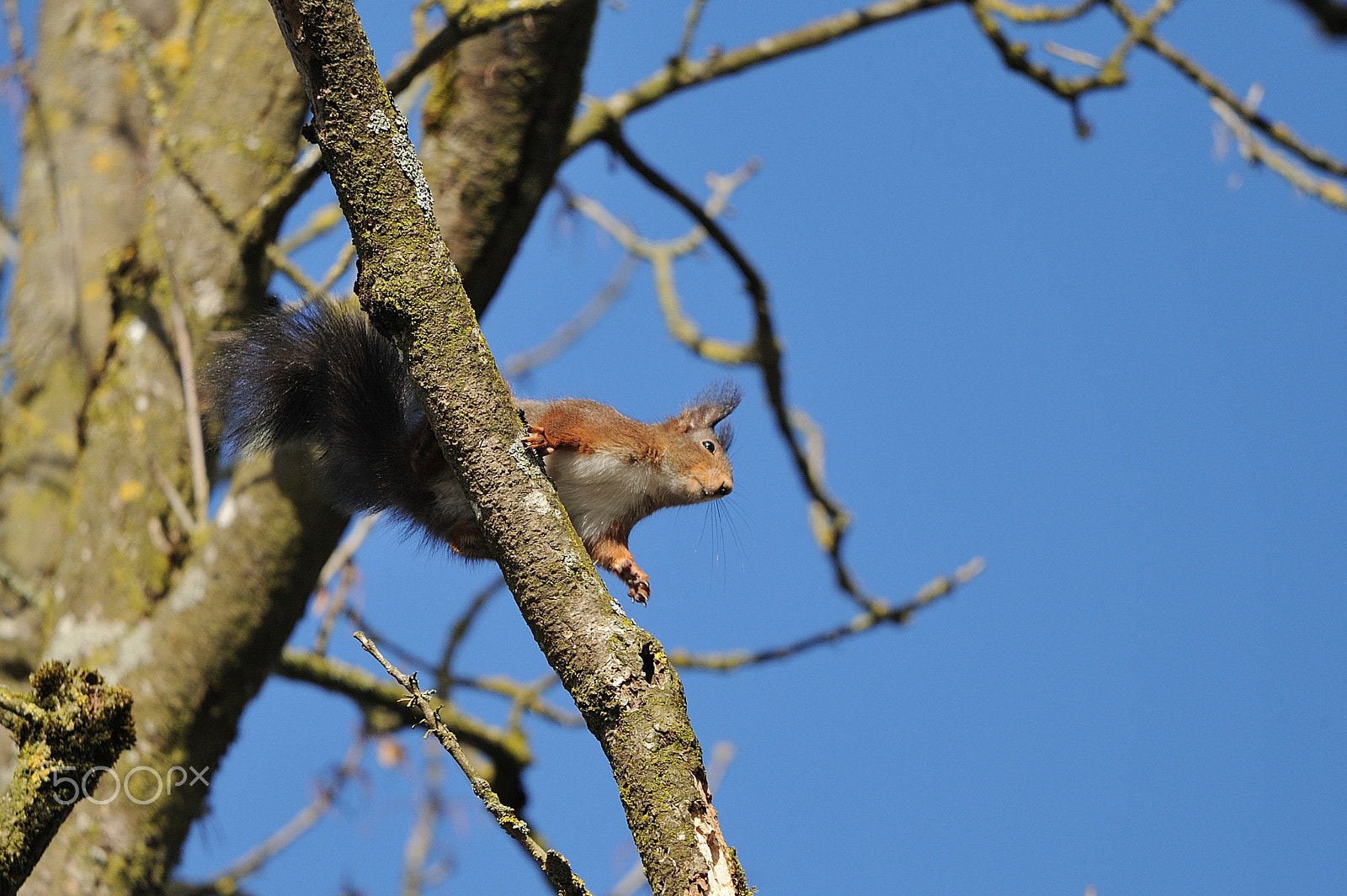 Nikon D3 + Sigma 150-600mm F5-6.3 DG OS HSM | C sample photo. Squirrel on a jump photography