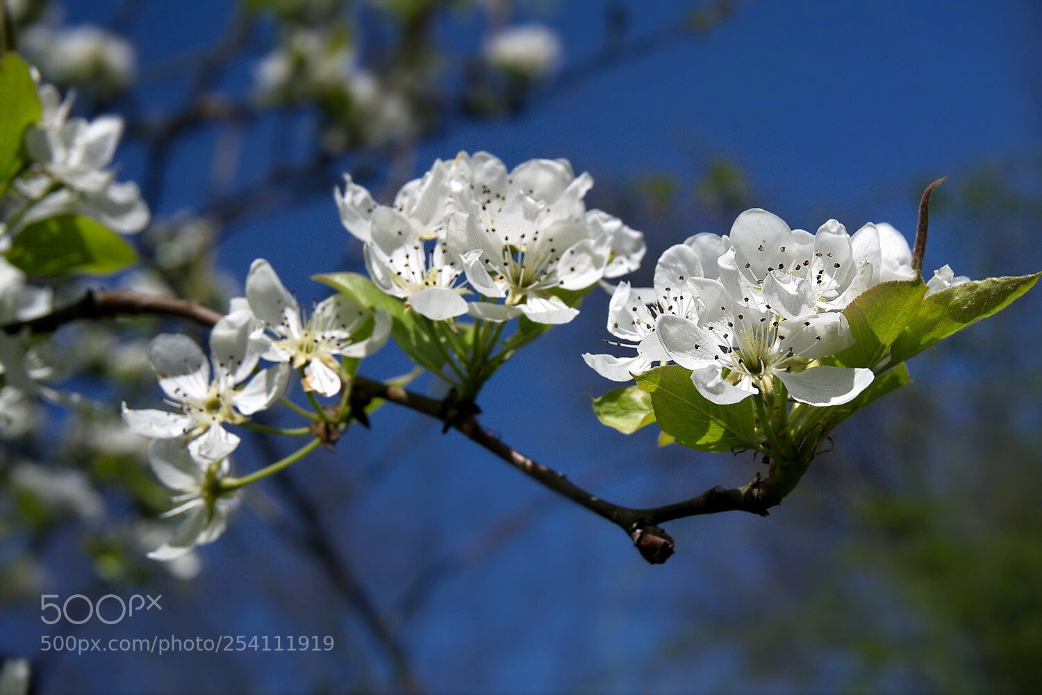 Sony a6000 sample photo. It's spring photography