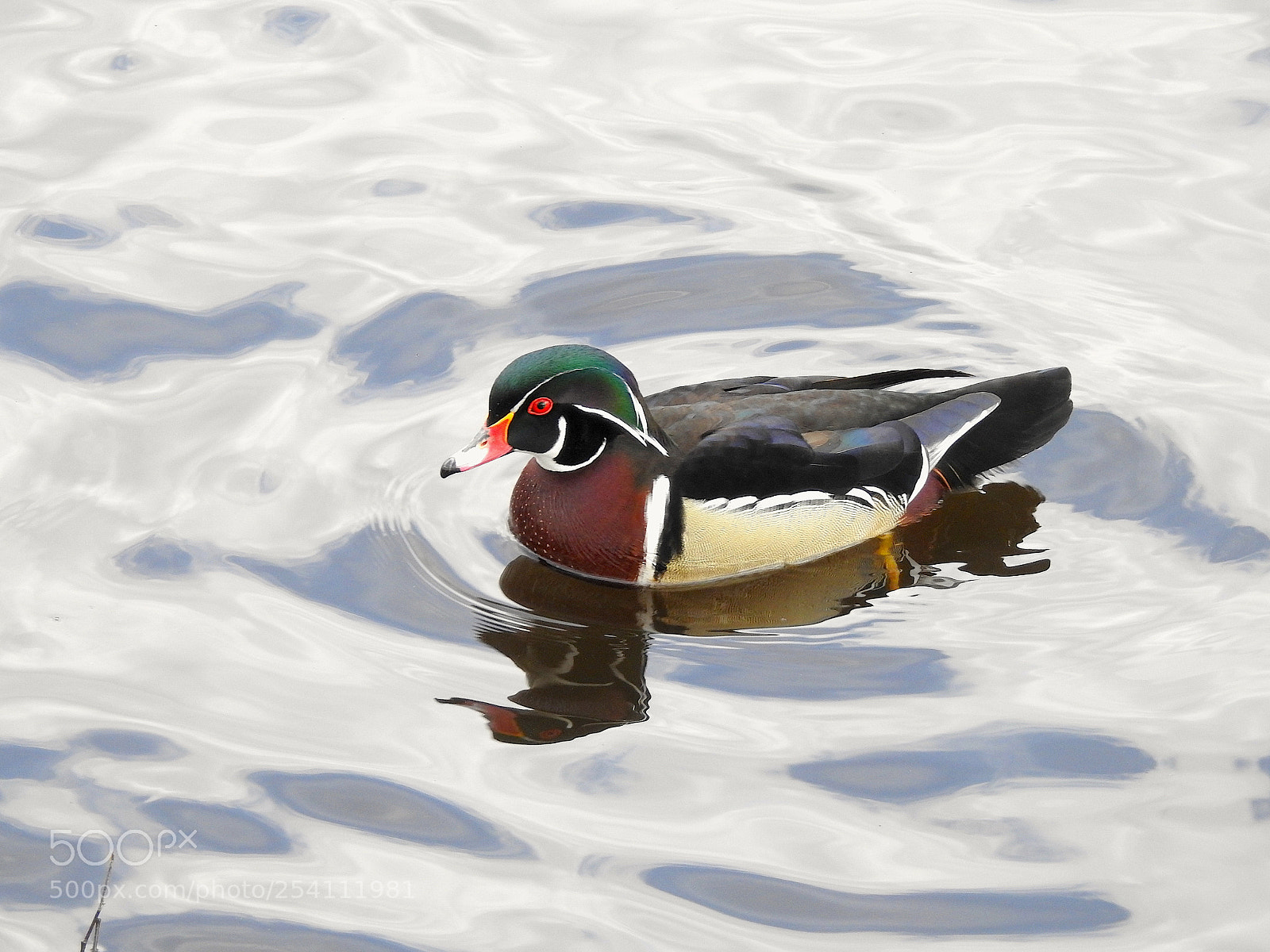 Nikon Coolpix P900 sample photo. Wood duck photography