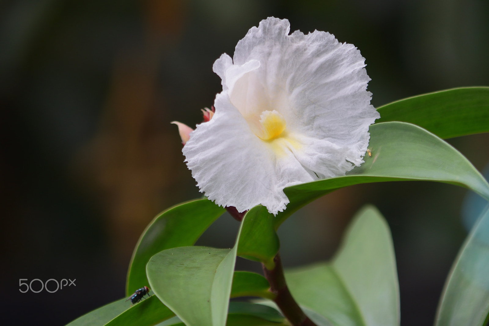 Nikon D5300 sample photo. Blooming photography