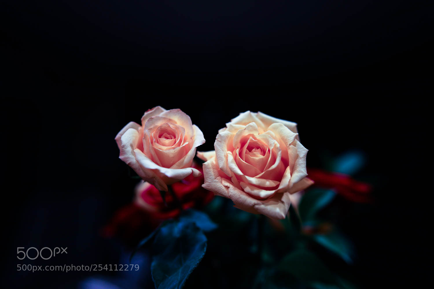 Canon EOS 5D Mark IV sample photo. Pa photography