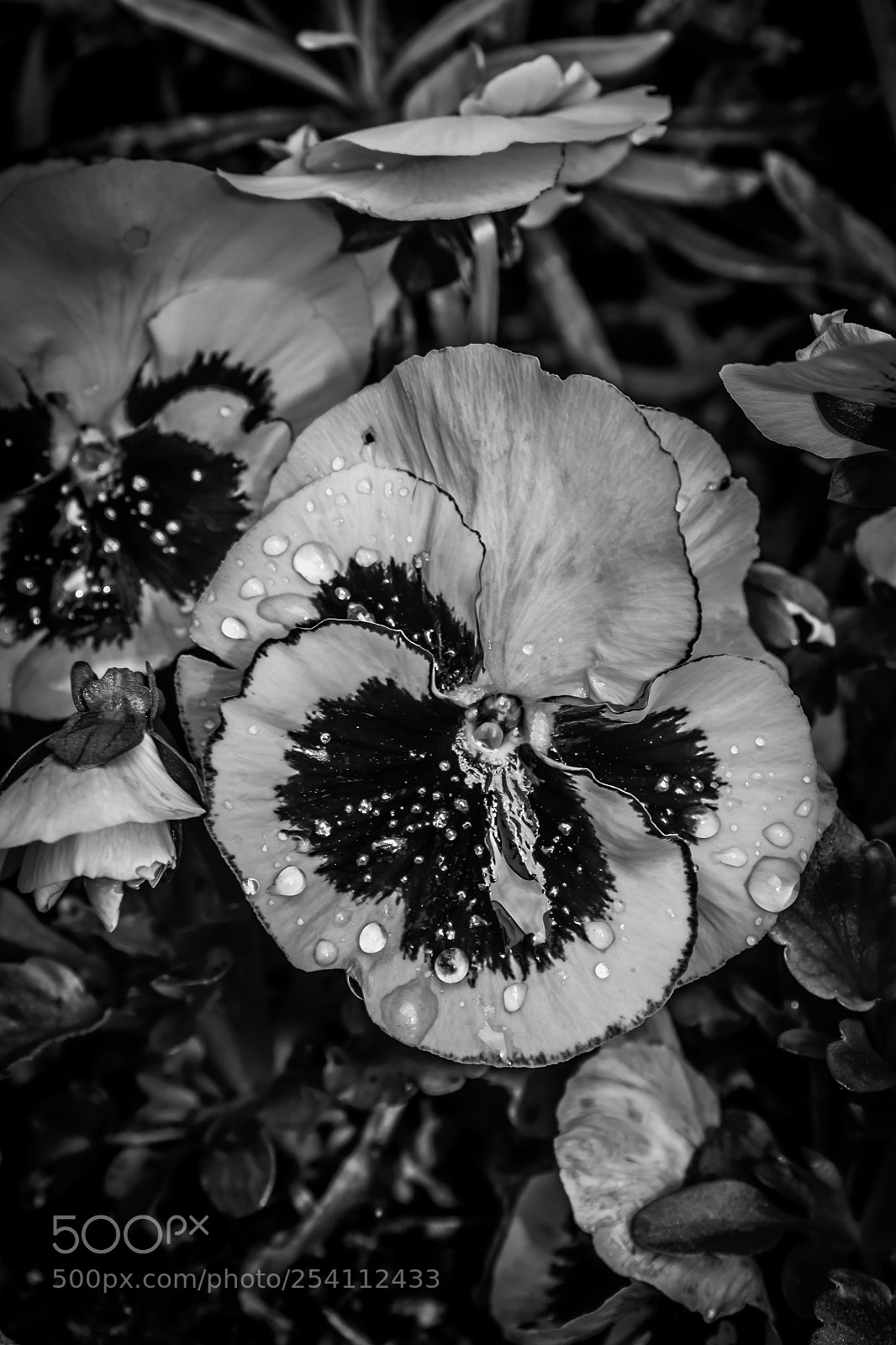 Canon EOS 100D (EOS Rebel SL1 / EOS Kiss X7) sample photo. Flower photography