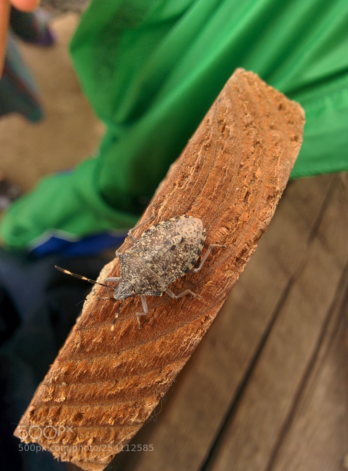 LG Nexus 5 sample photo. Bug photography