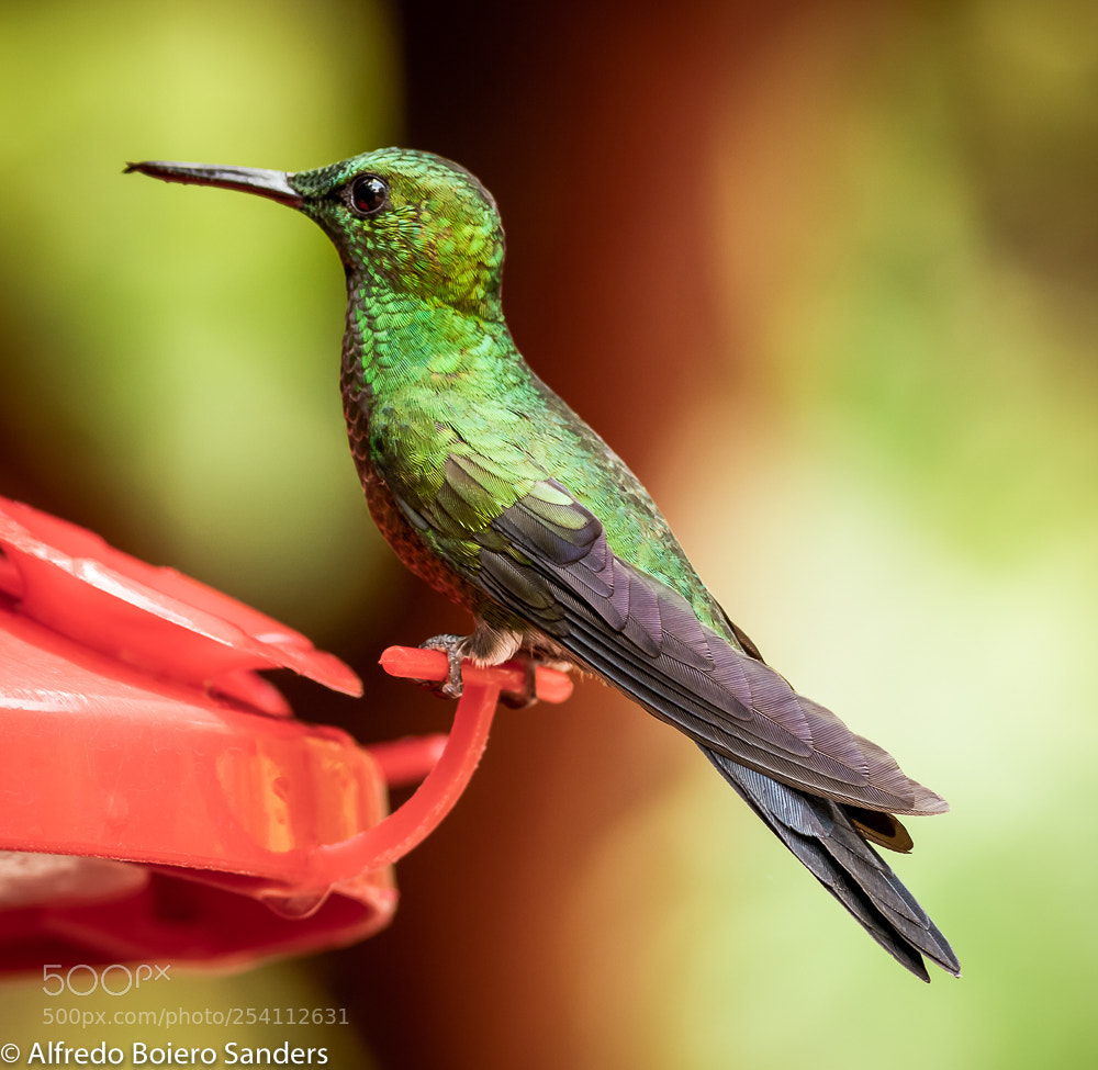 Sony a7R III sample photo. Hummingbird photography