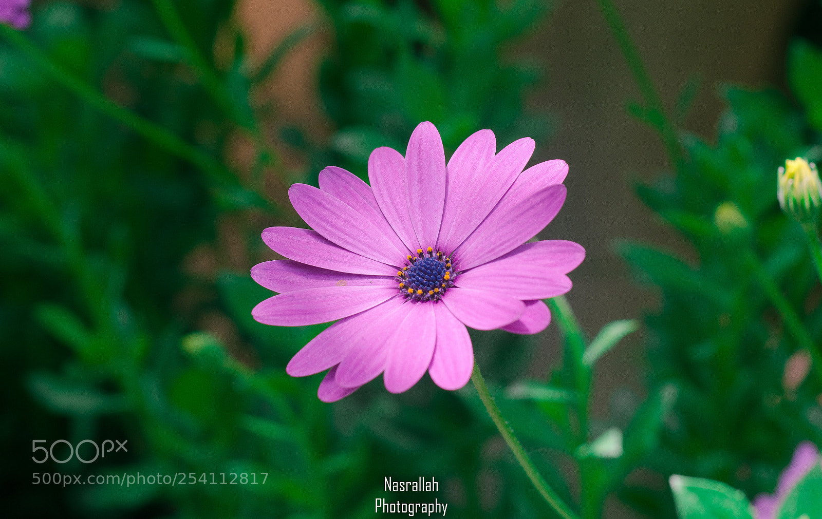 Nikon D7100 sample photo. Rise and shine photography