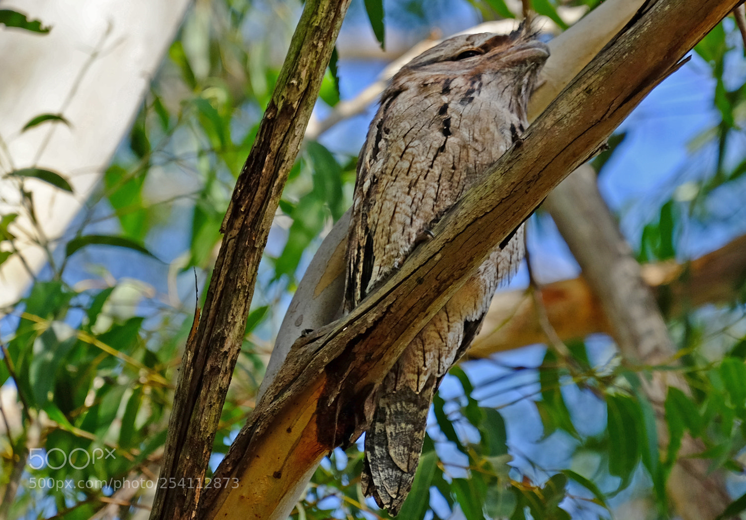 Fujifilm X-T1 sample photo. Frogmouth photography