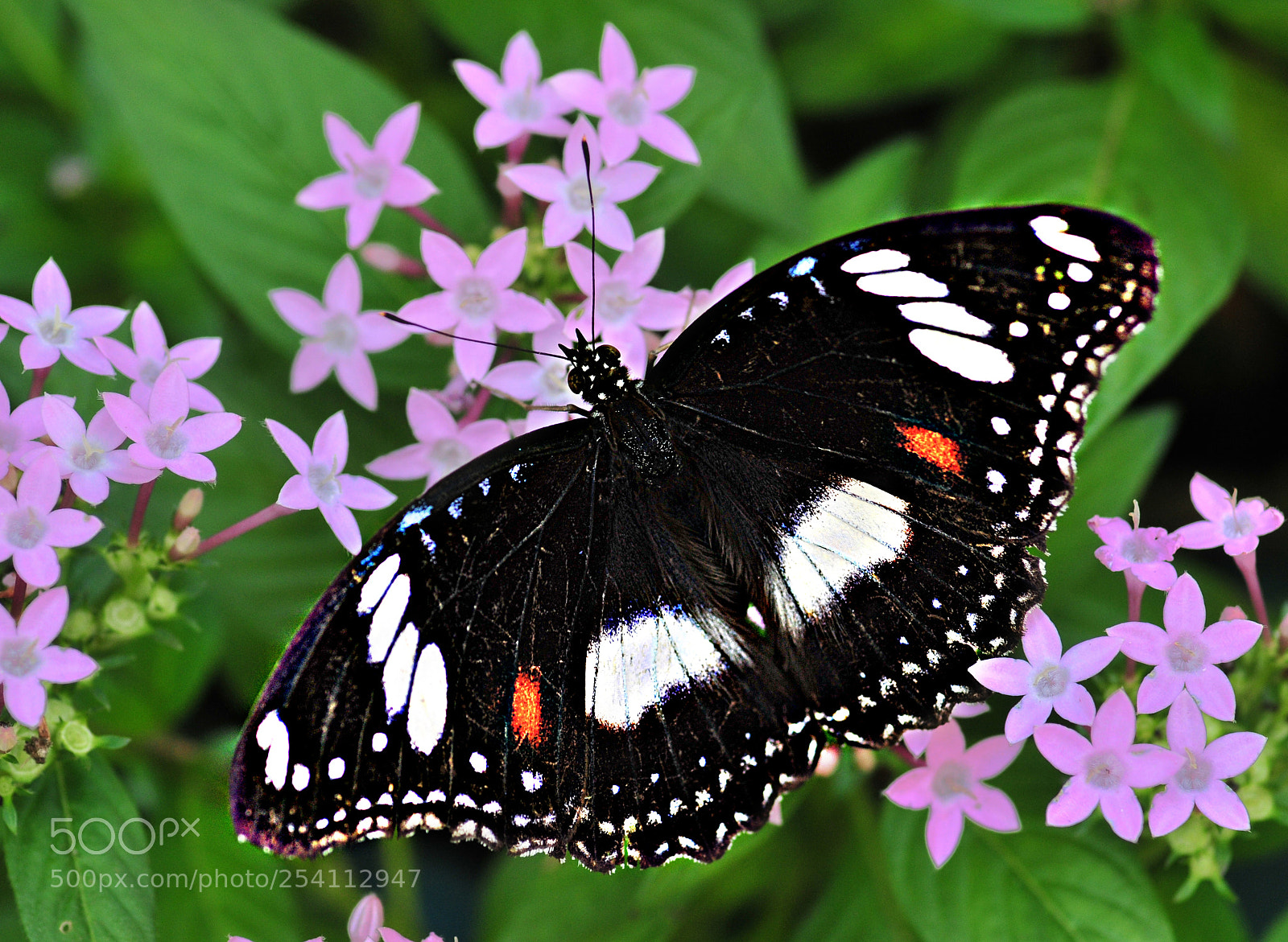 Nikon D300 sample photo. I had breakfast photography
