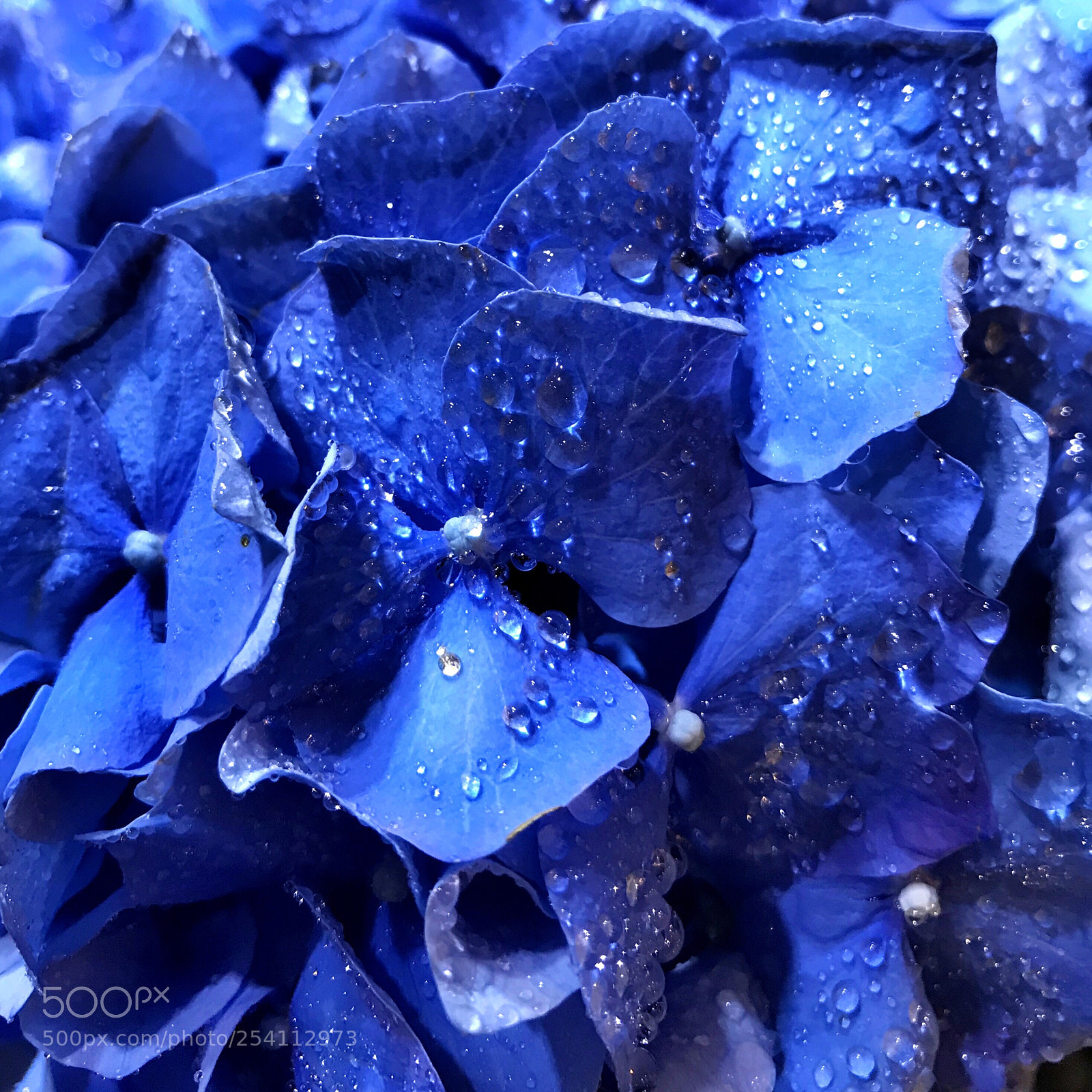 Apple iPhone 7 Plus sample photo. Feeling blue as same photography