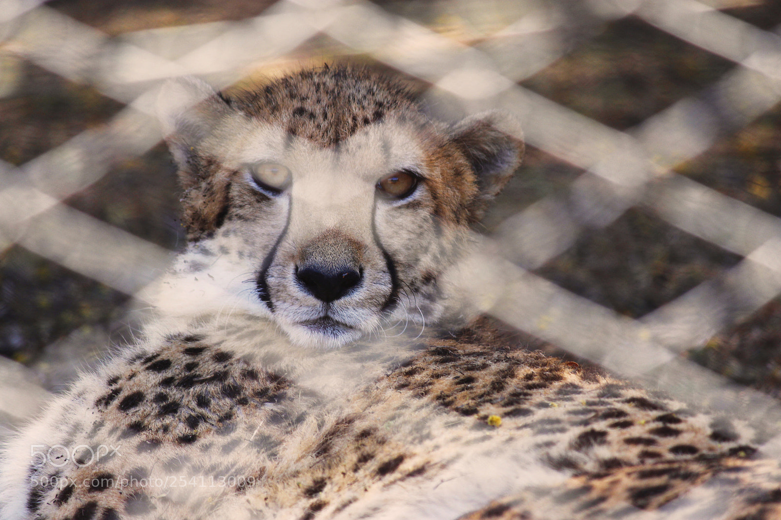 Canon EOS 700D (EOS Rebel T5i / EOS Kiss X7i) sample photo. I'm watching you photography