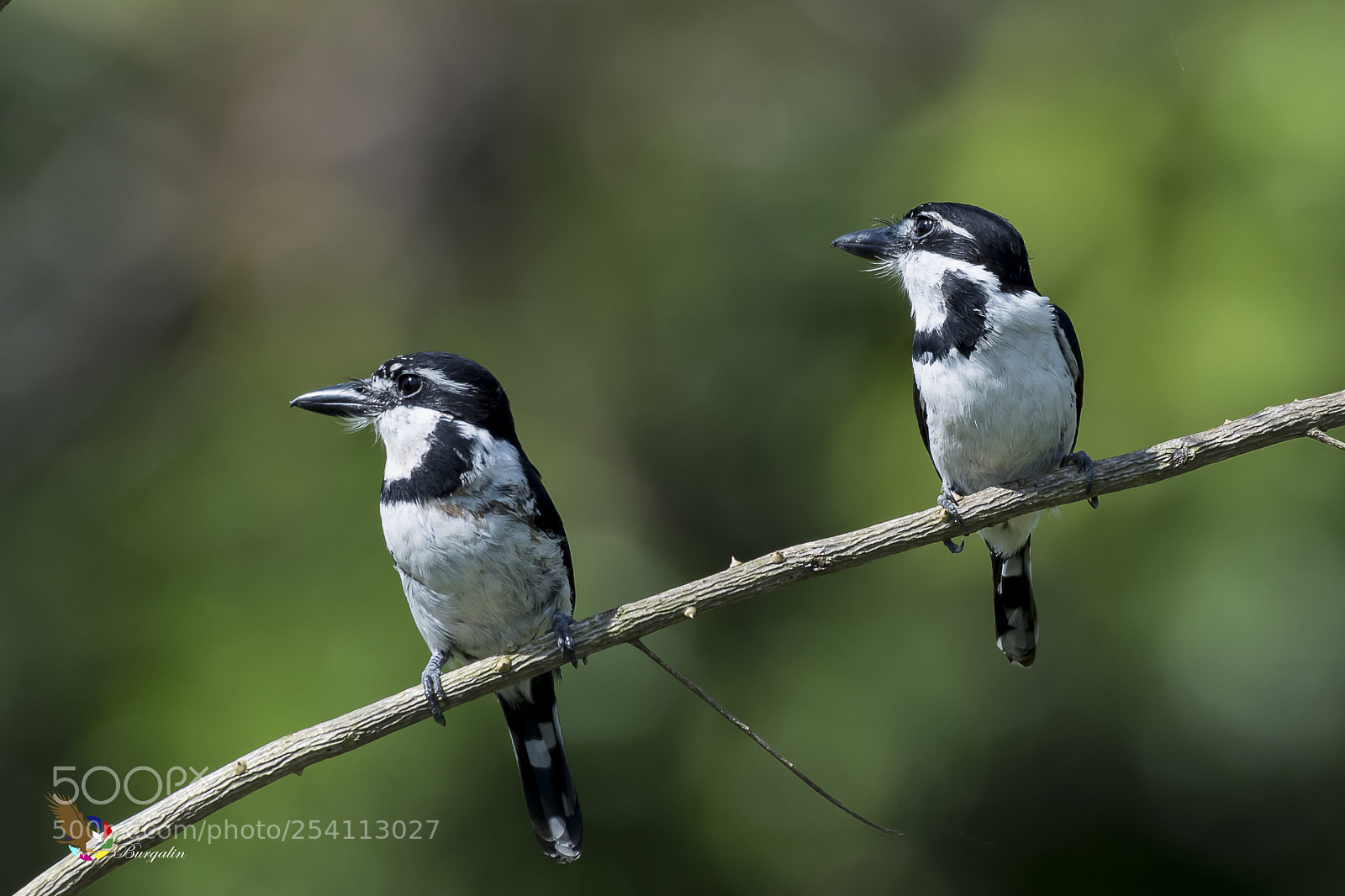 Nikon D500 sample photo. Pied puffbird  photography