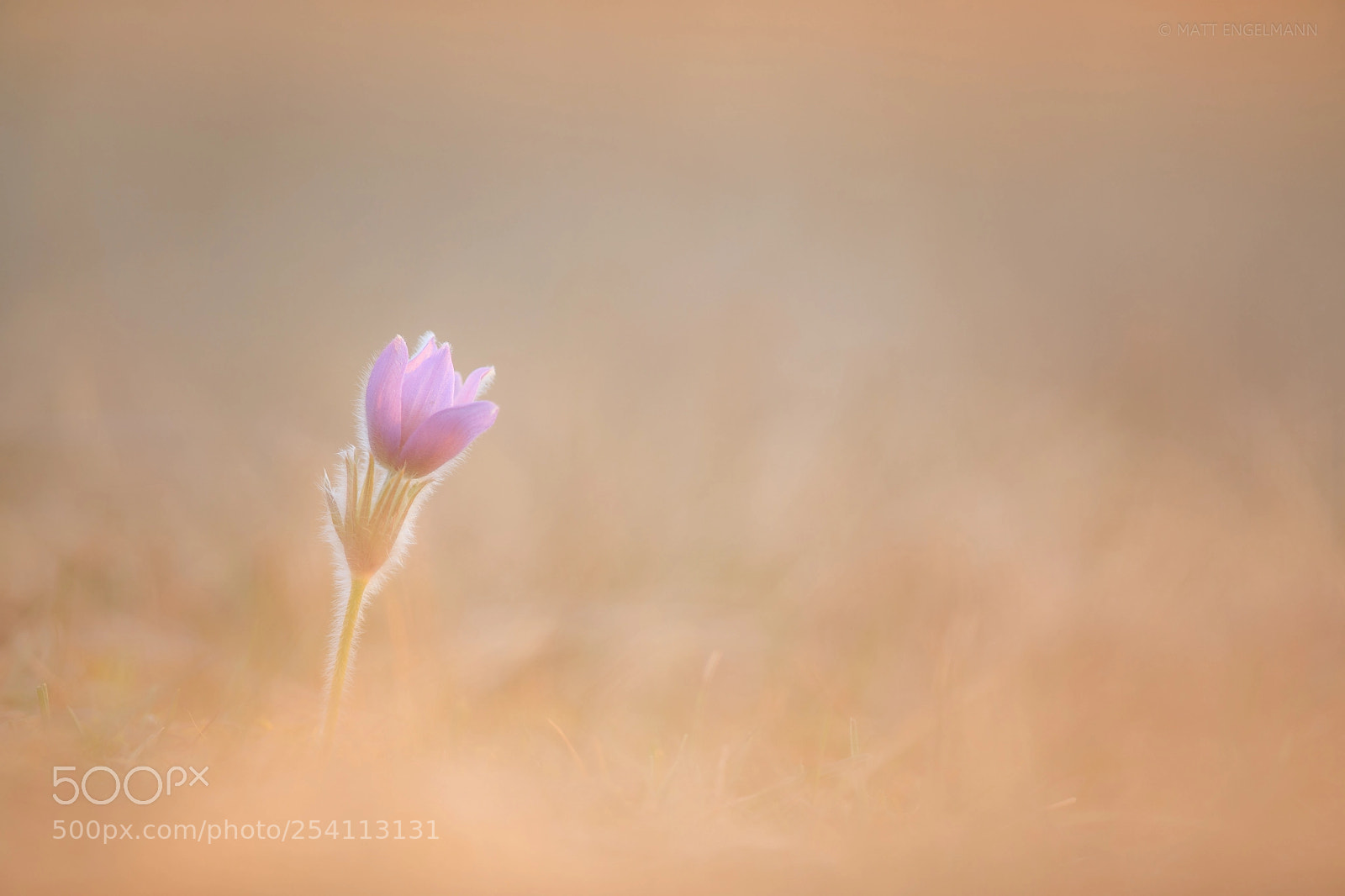 Canon EOS 5D Mark IV sample photo. Pasque flower photography