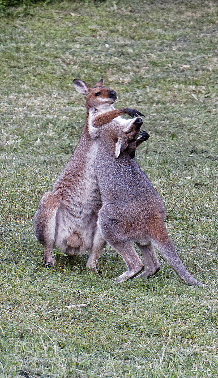 Canon EOS 80D sample photo. Wallabies wrestling photography