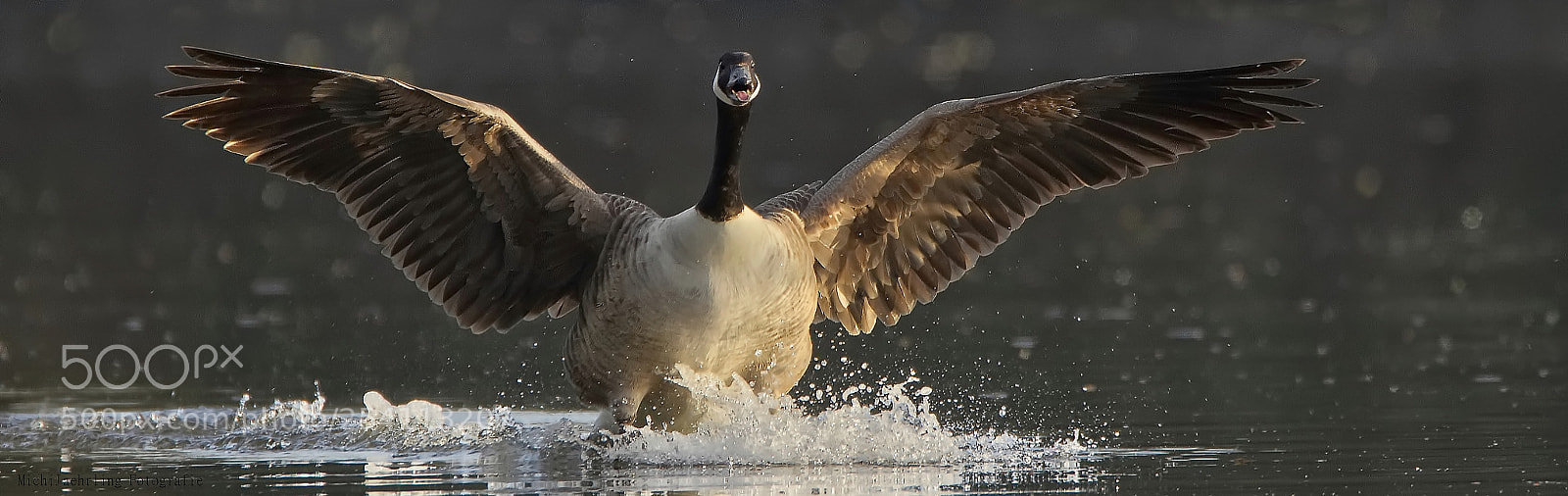 Nikon D7200 sample photo. Goose in the morning photography