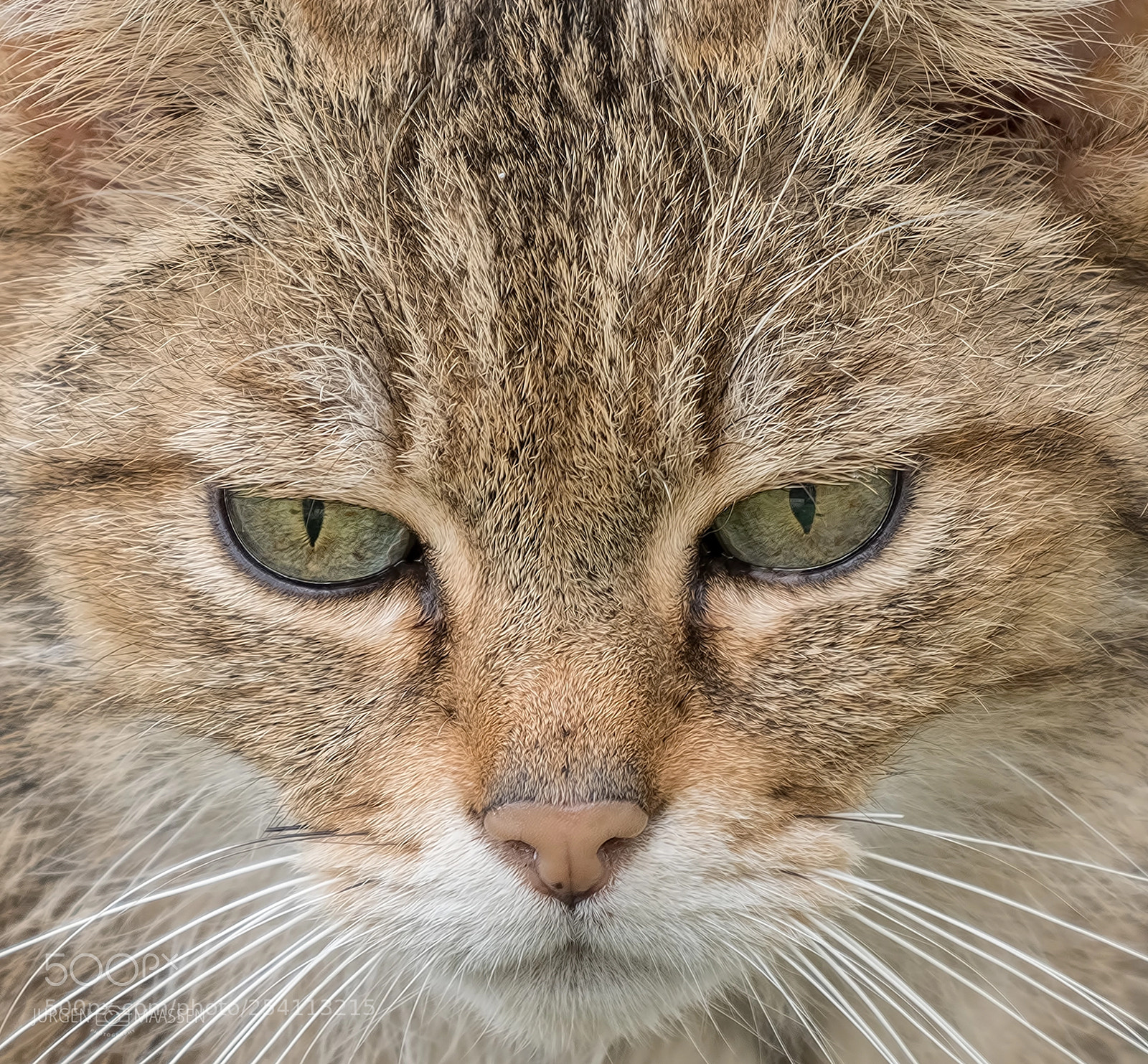Panasonic Lumix DC-G9 sample photo. Wildcat. photography