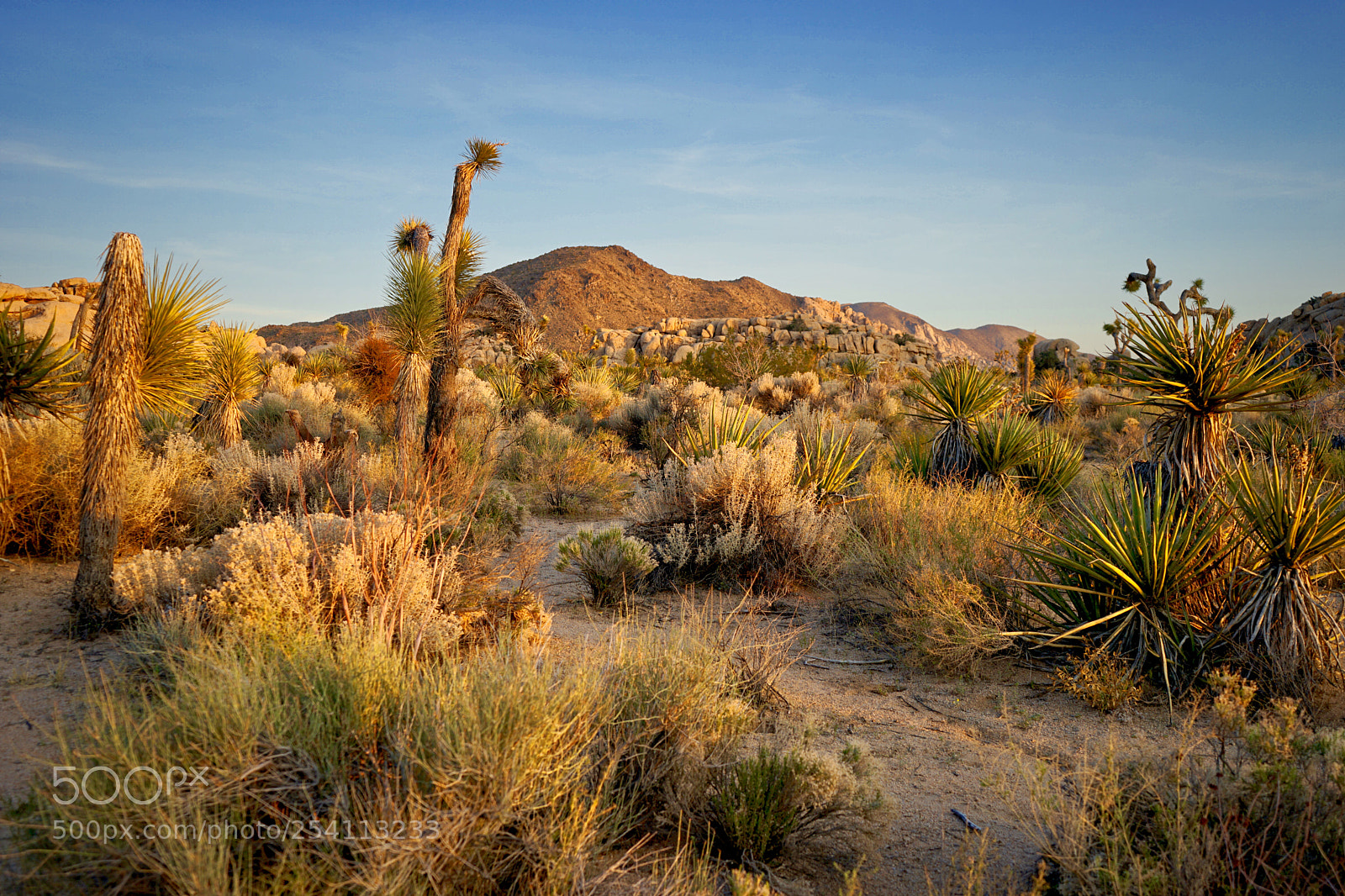 Sony a7 II sample photo. Joshua tree photography