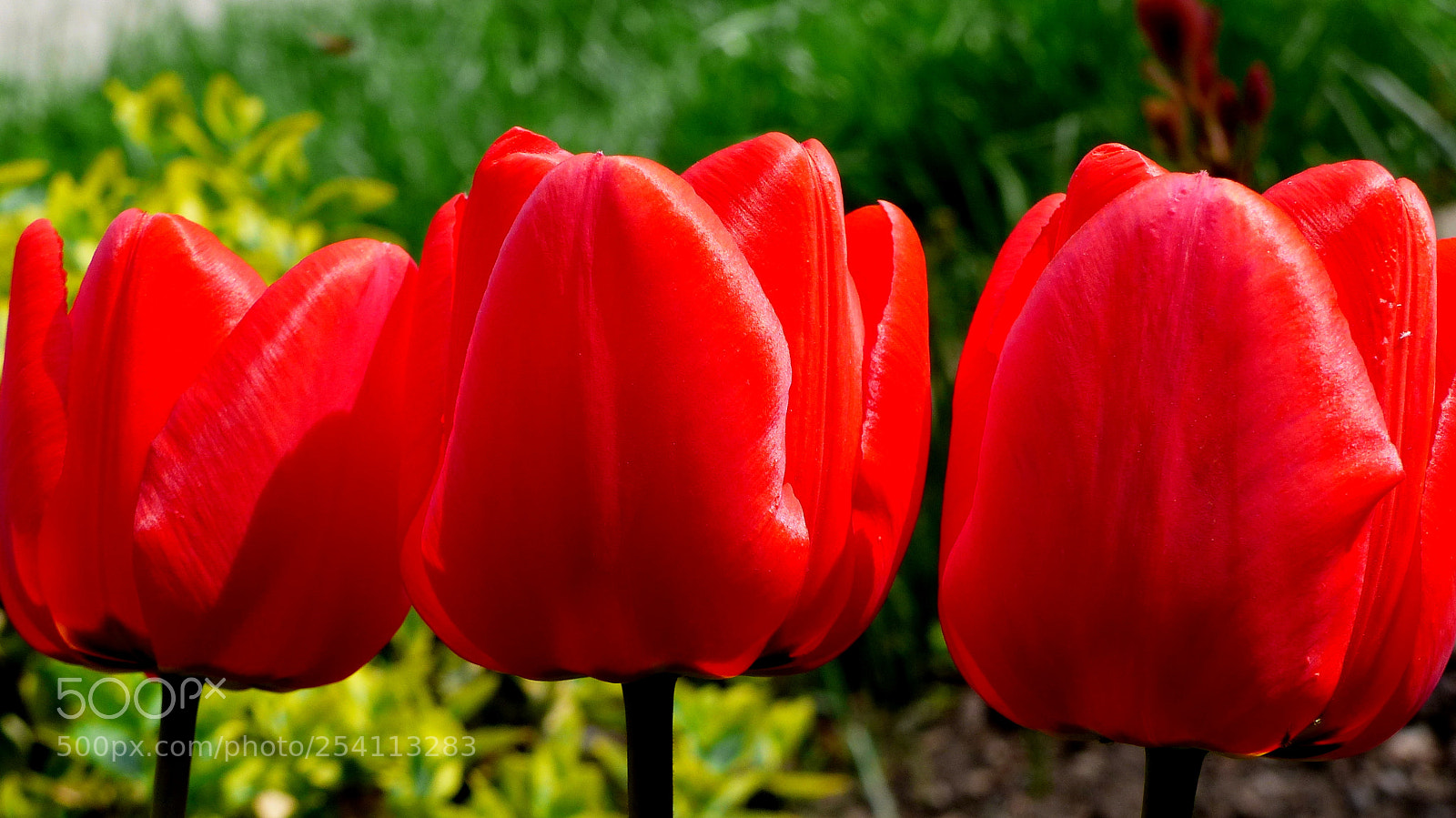 Panasonic Lumix DMC-FZ200 sample photo. Red tulips. photography